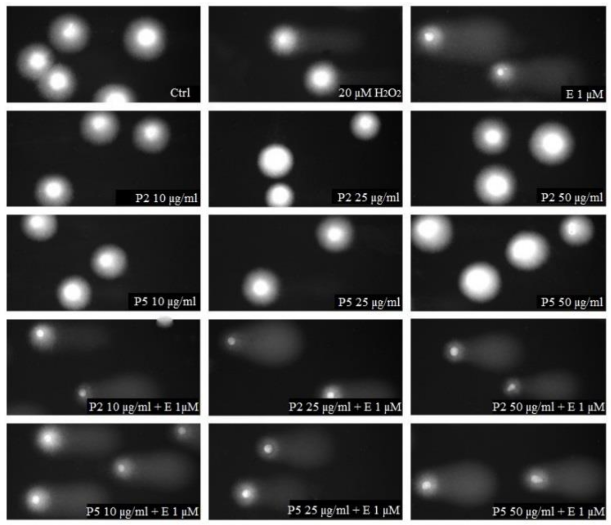 Ijms 22 03520 g005 Ijms 22 03520 g005