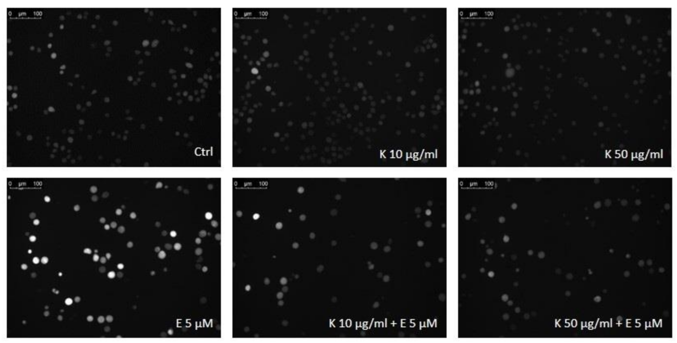 Ijms 22 03520 g008 Ijms 22 03520 g008