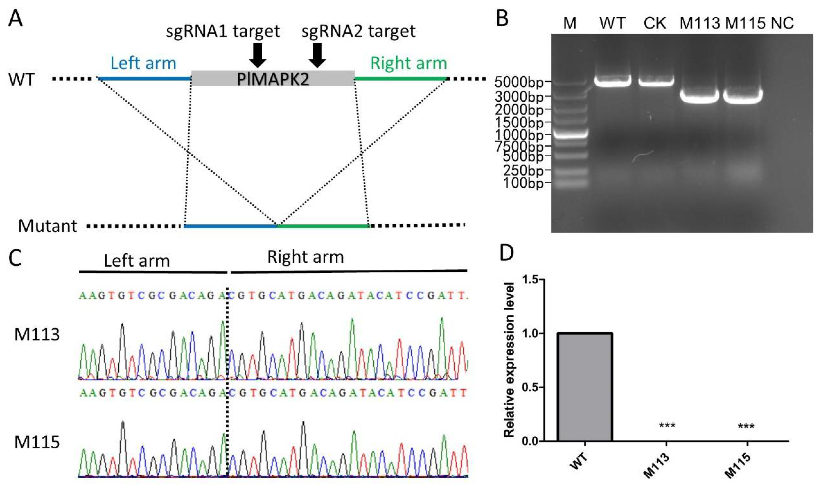 Ijms 22 03524 g002 Ijms 22 03524 g002