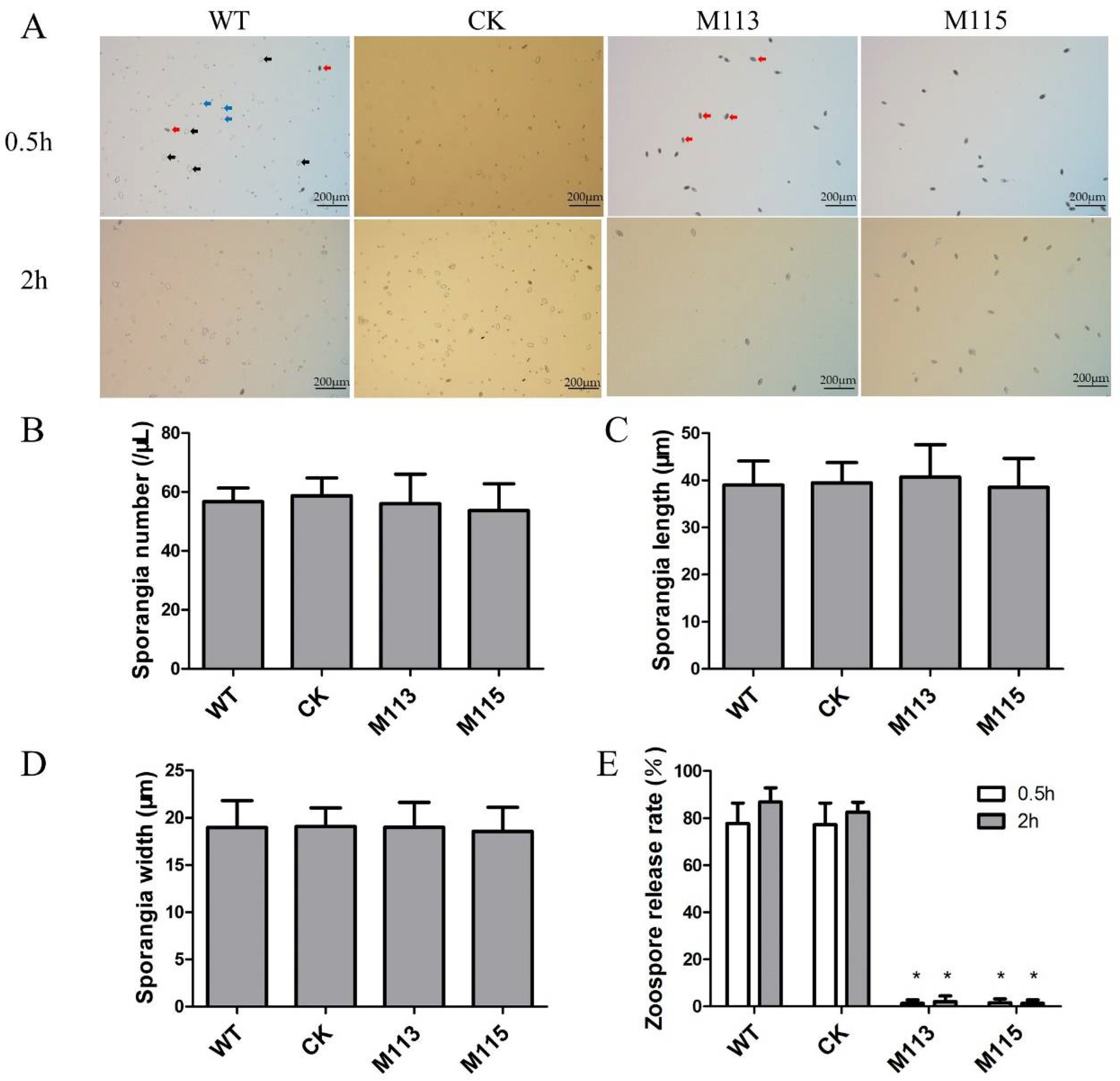 Ijms 22 03524 g003 Ijms 22 03524 g003