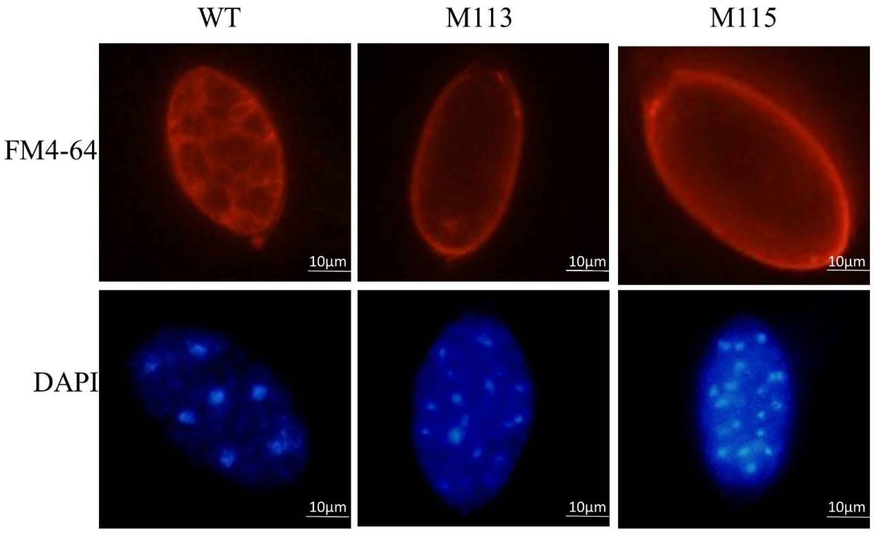 Ijms 22 03524 g004 Ijms 22 03524 g004