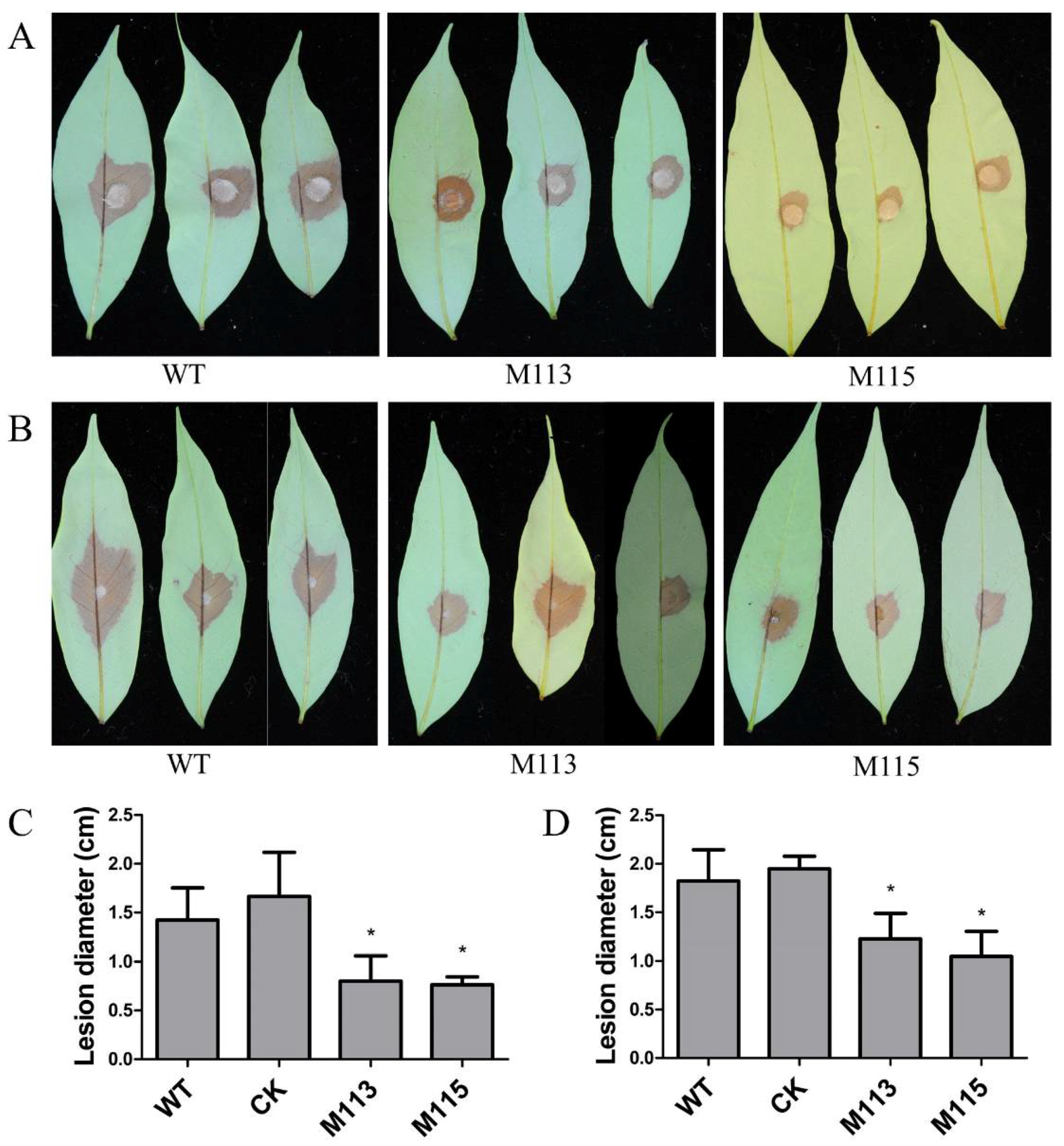 Ijms 22 03524 g006 Ijms 22 03524 g006
