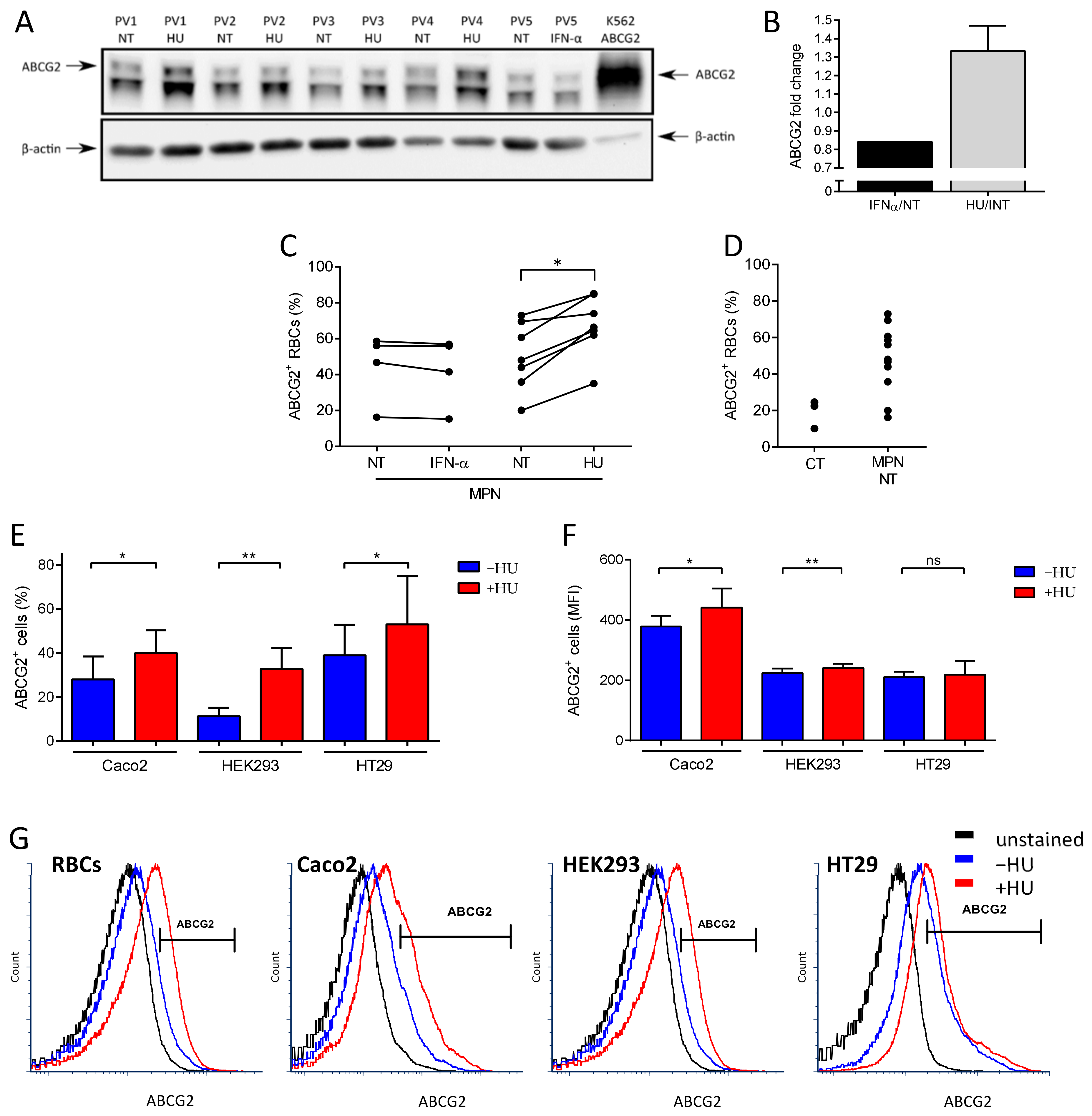 ABCG2 Is Overexpressed on Red Blood Cells in Ph-Negative