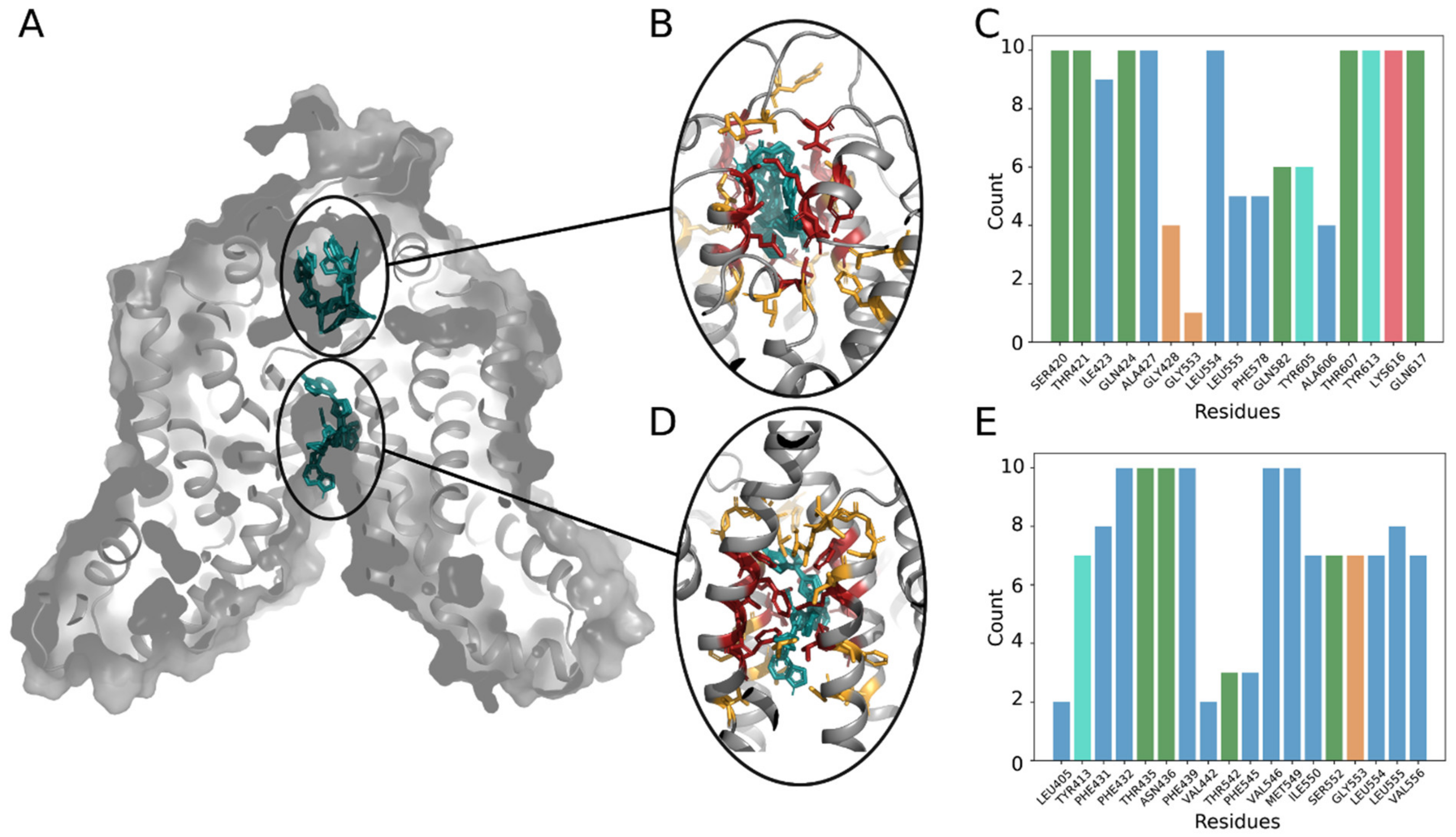 ABCG2 Is Overexpressed on Red Blood Cells in Ph-Negative