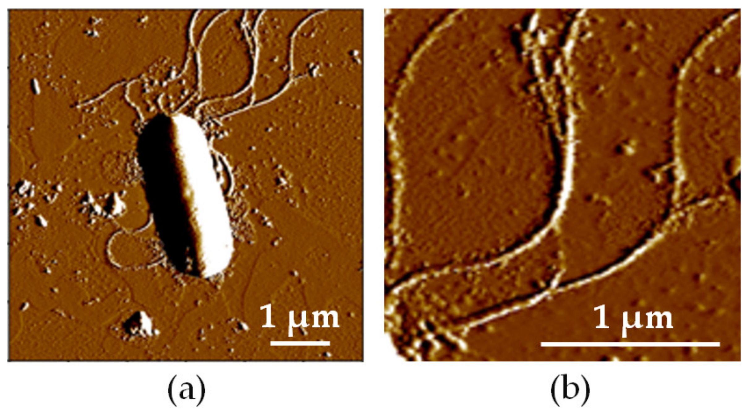 Ijms 22 03541 g002 Ijms 22 03541 g002