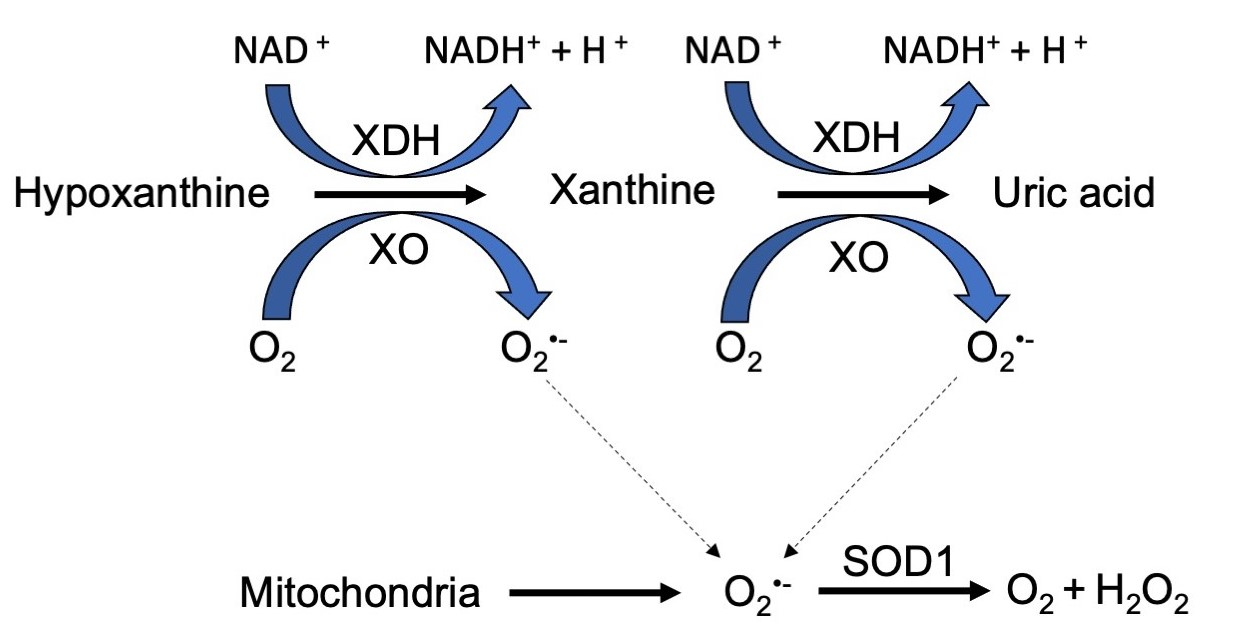 IJMS Free FullText Xanthine OxidoreductaseMediated Superoxide