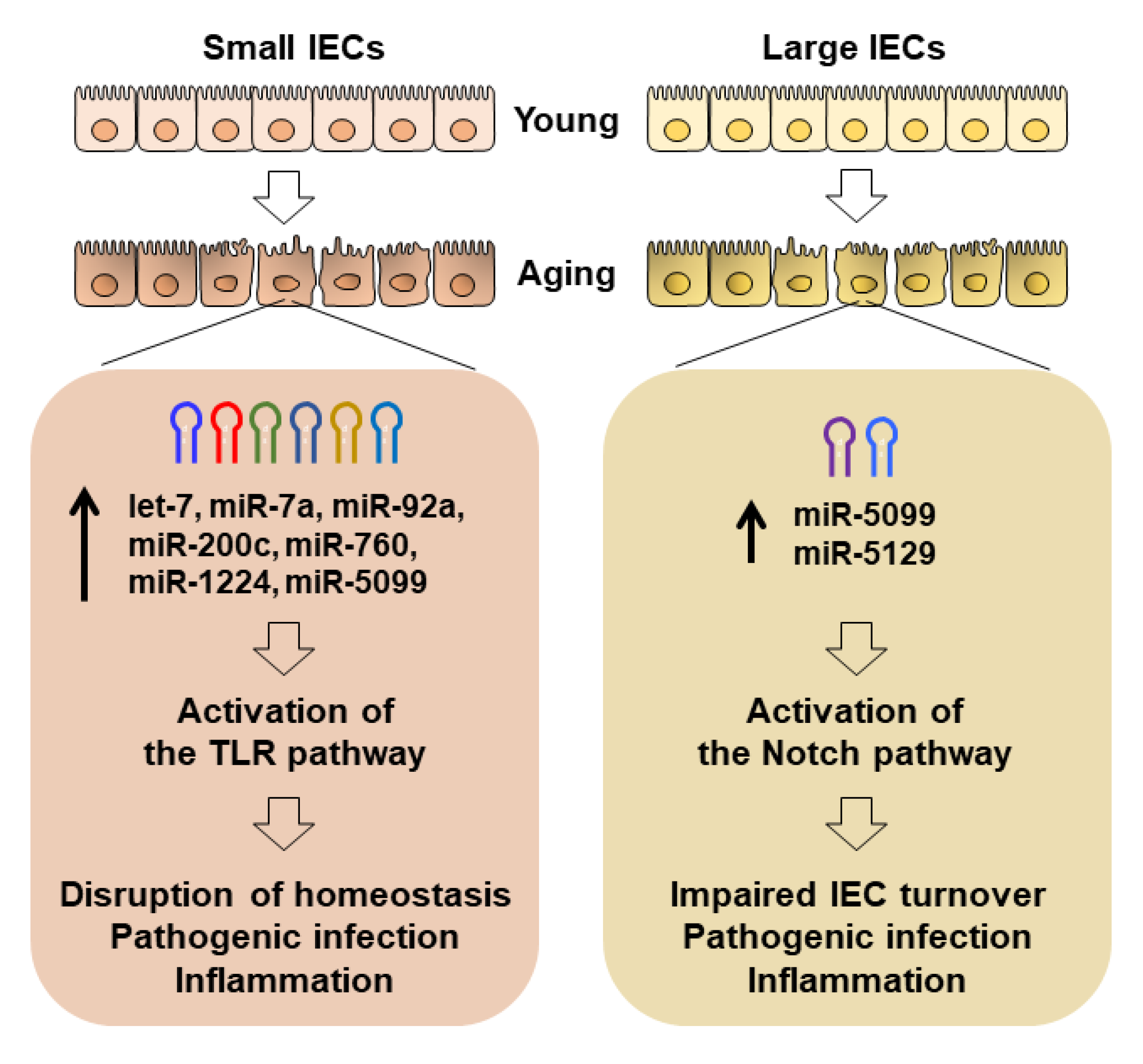 Ijms 22 03544 g008 Ijms 22 03544 g008