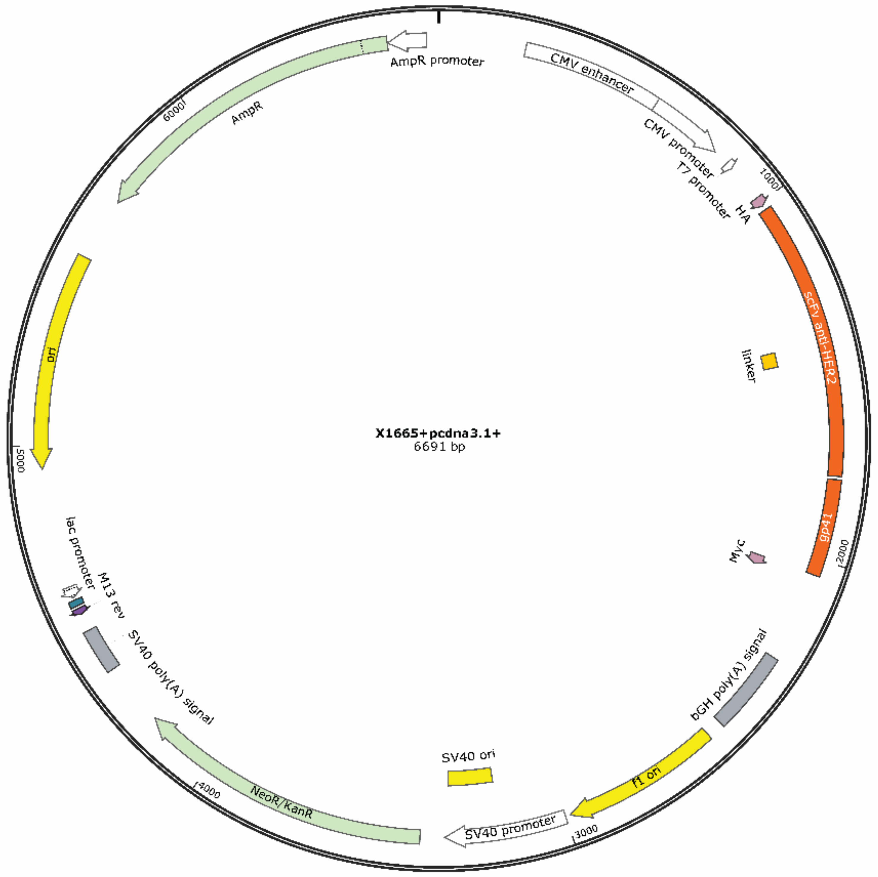 Ijms 22 03547 g002 Ijms 22 03547 g002