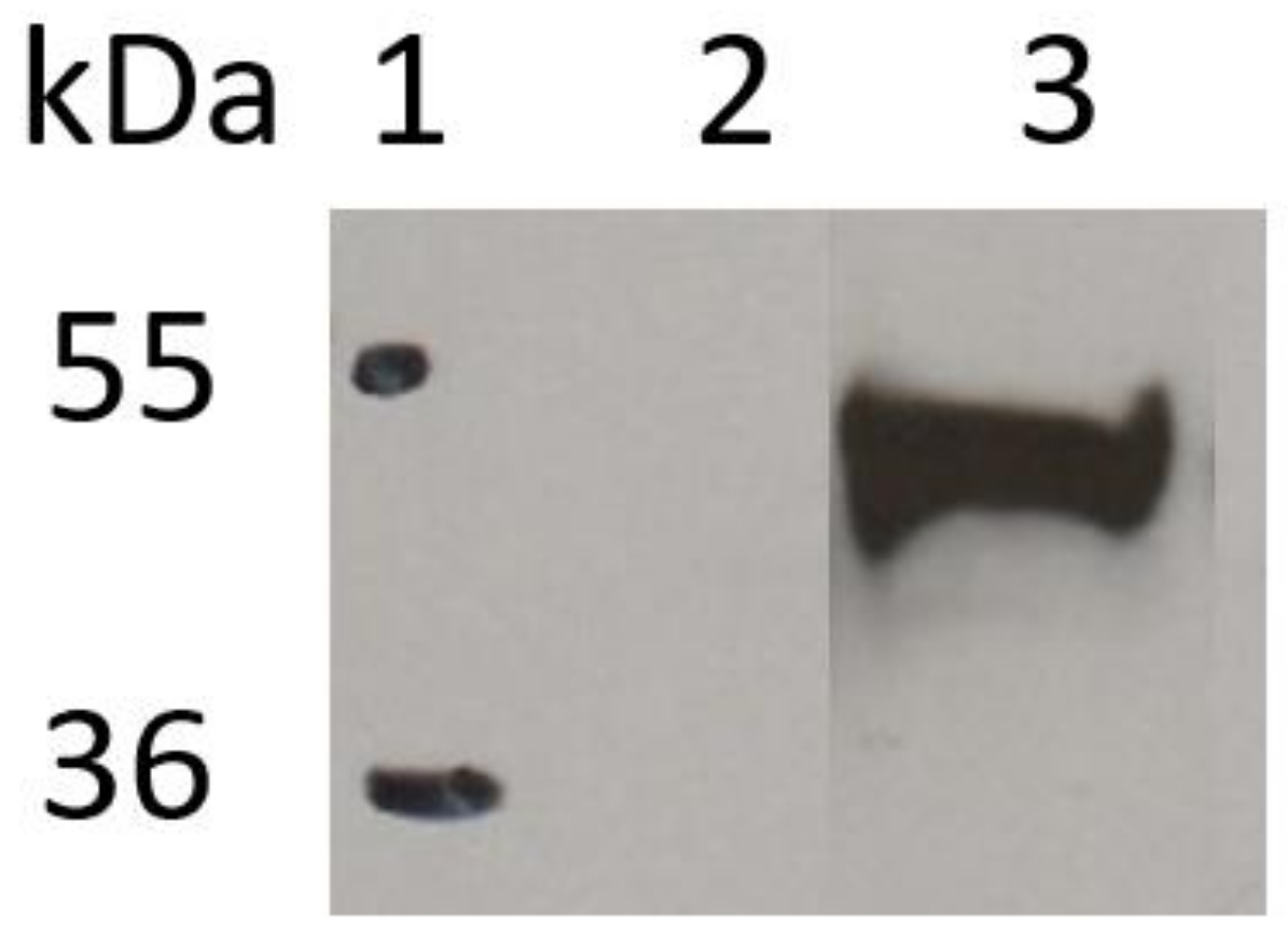 Ijms 22 03547 g003 Ijms 22 03547 g003