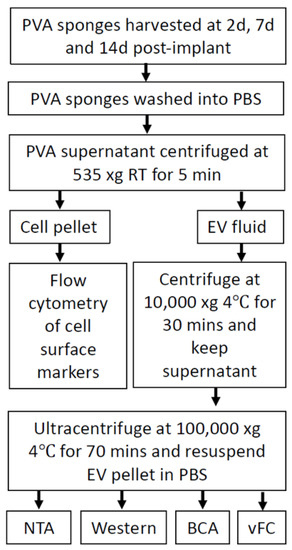 Ijms Free Full Text Genetic Background And Kinetics Define Wound Bed Extracellular Vesicles In A Mouse Model Of Cutaneous Injury Html