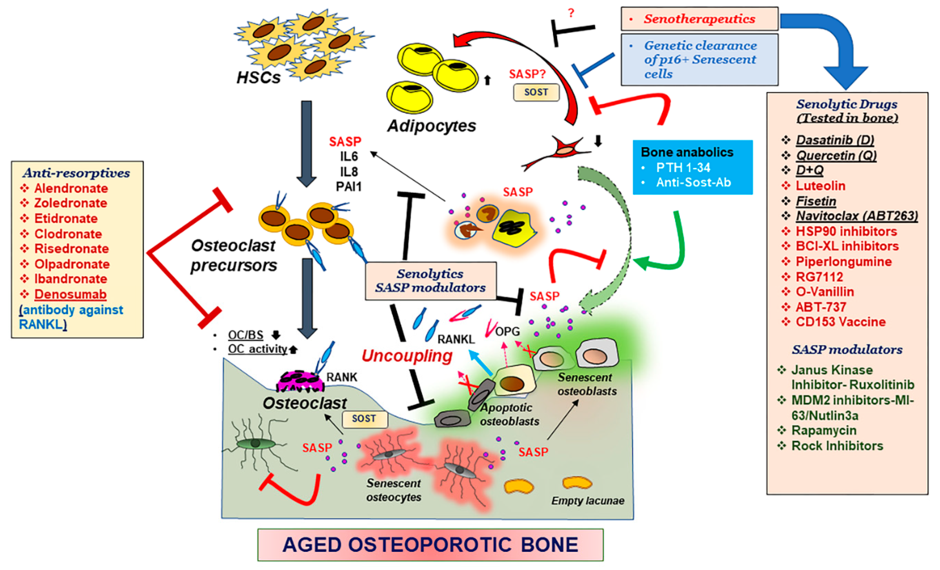 Ijms 22 03553 g002 Ijms 22 03553 g002