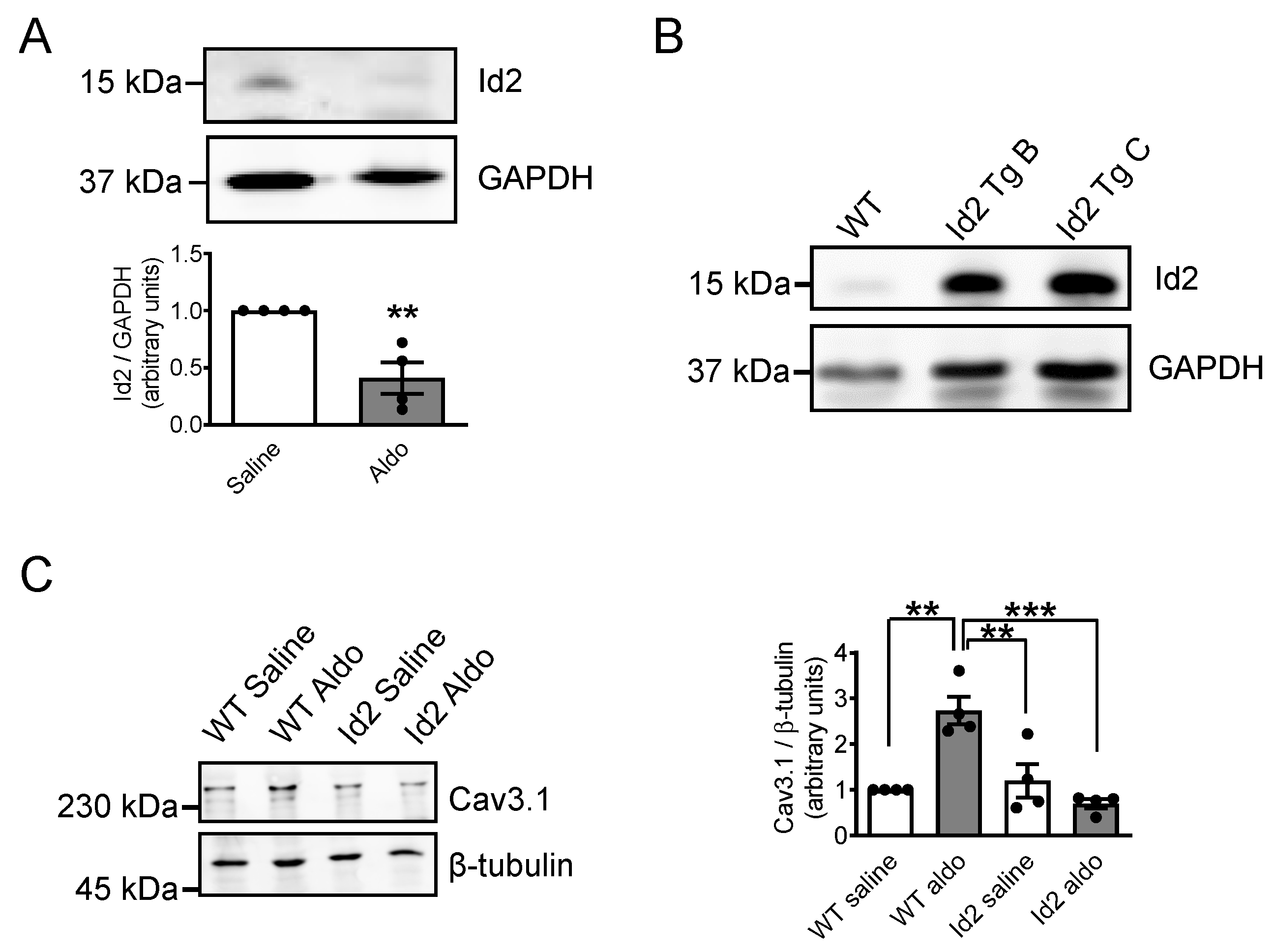 Ijms 22 03561 g006 Ijms 22 03561 g006