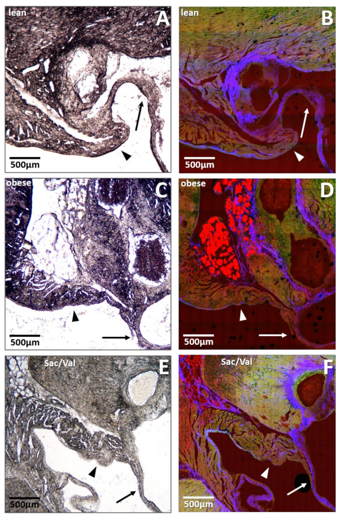 Ijms 22 03570 g006 Ijms 22 03570 g006