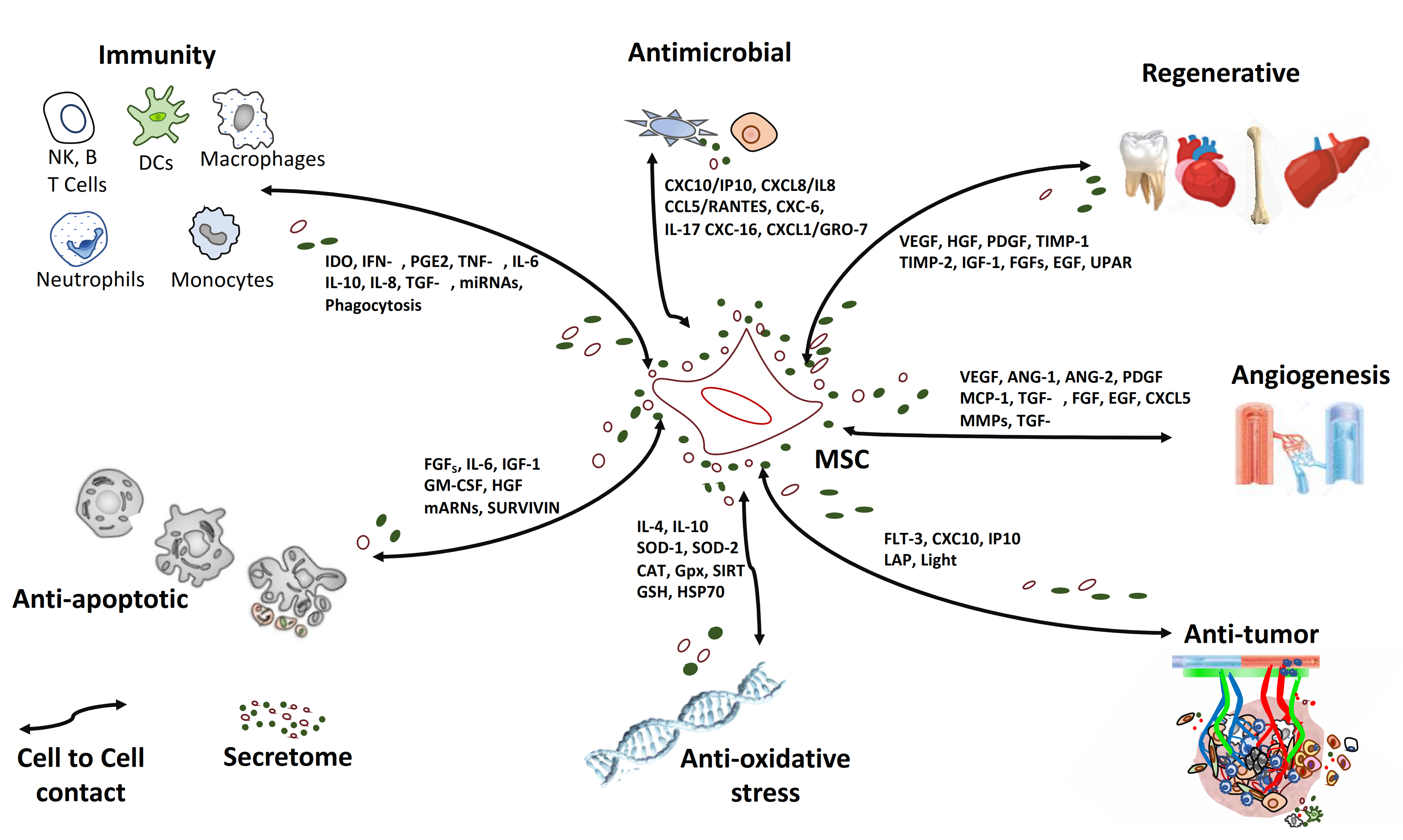 IJMS Free FullText Mesenchymal Stem Cells as a Cornerstone in a Galaxy of Intercellular