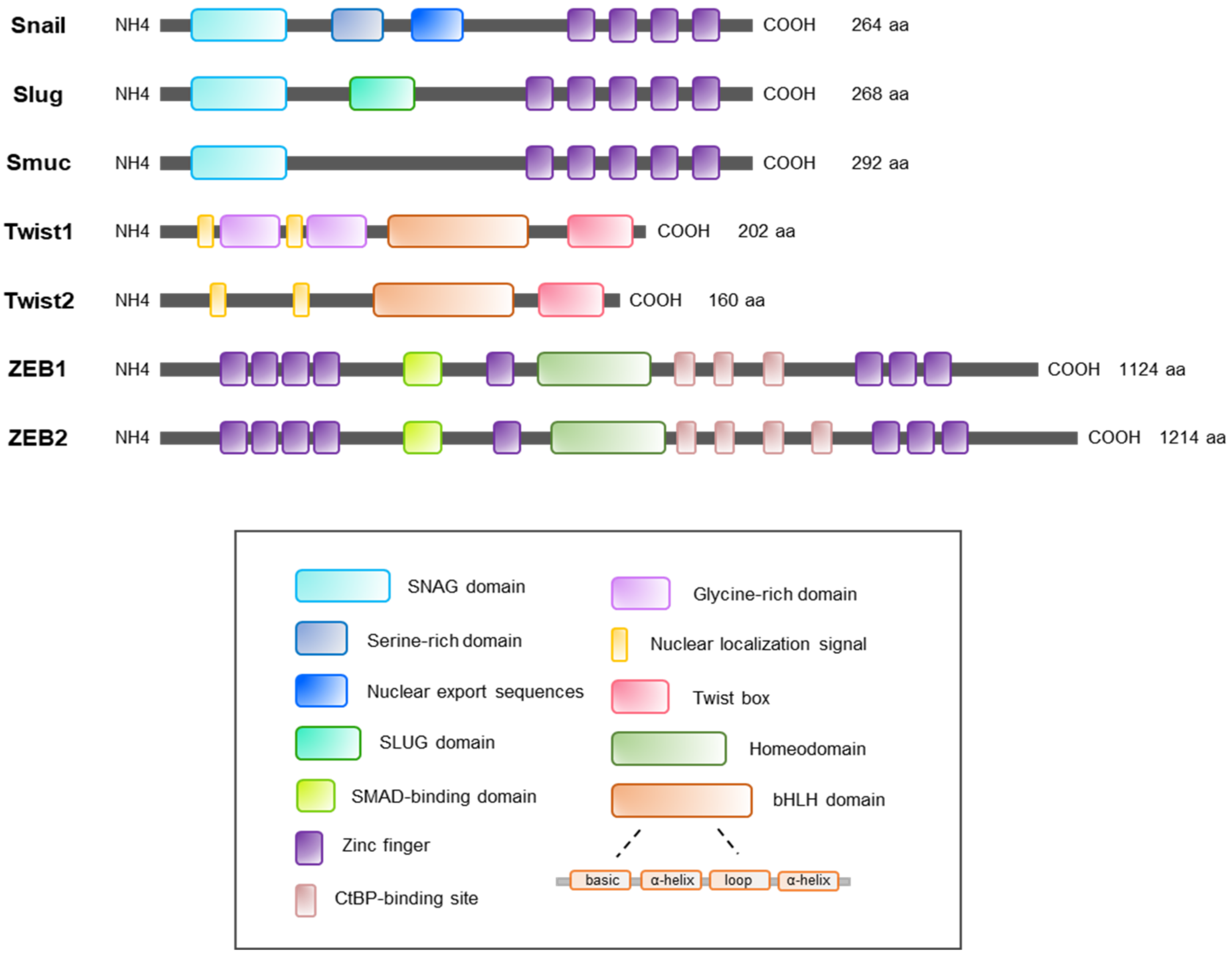 Ijms 22 03591 g003 Ijms 22 03591 g003