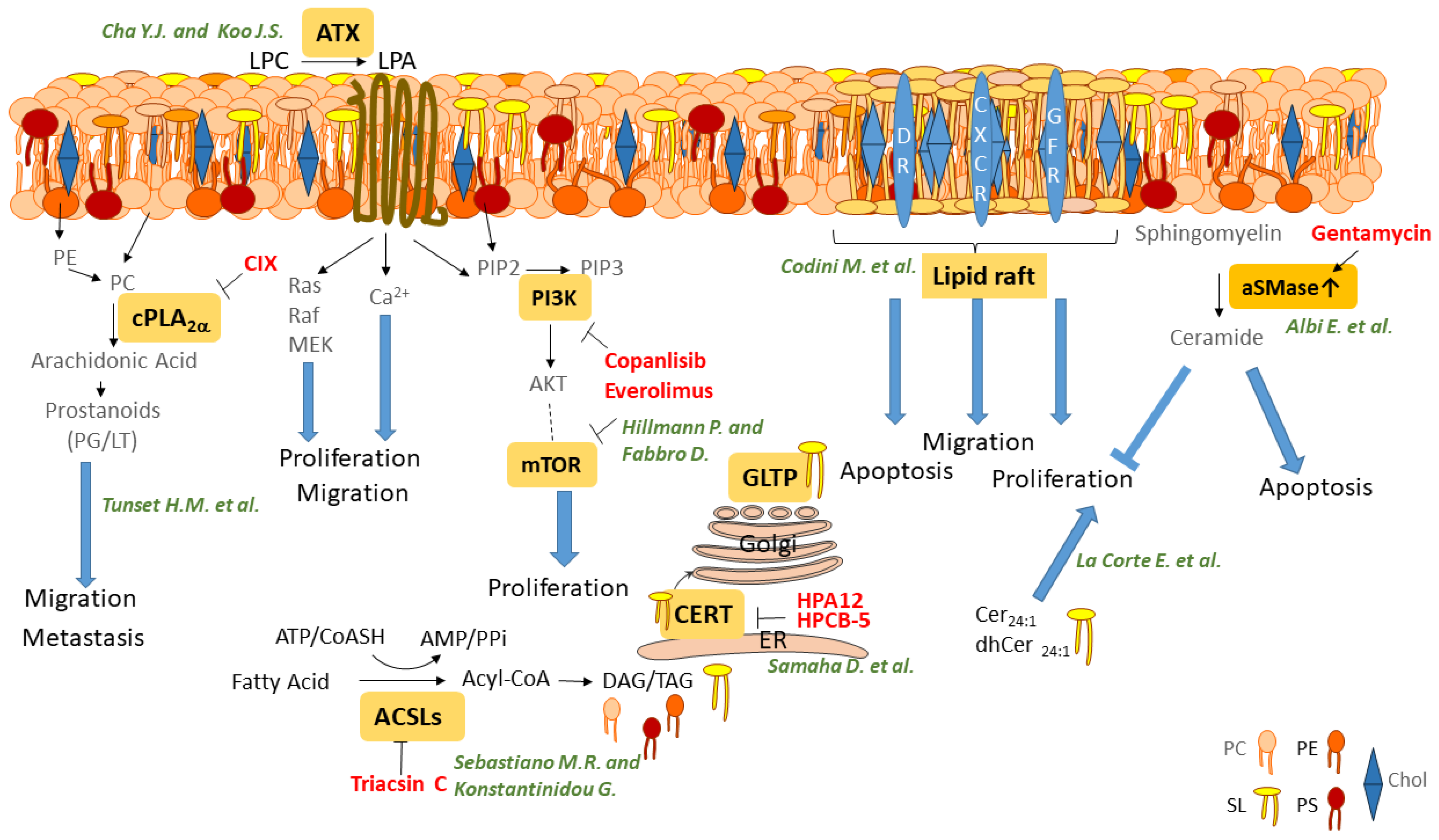 Ijms 22 03610 g001 550