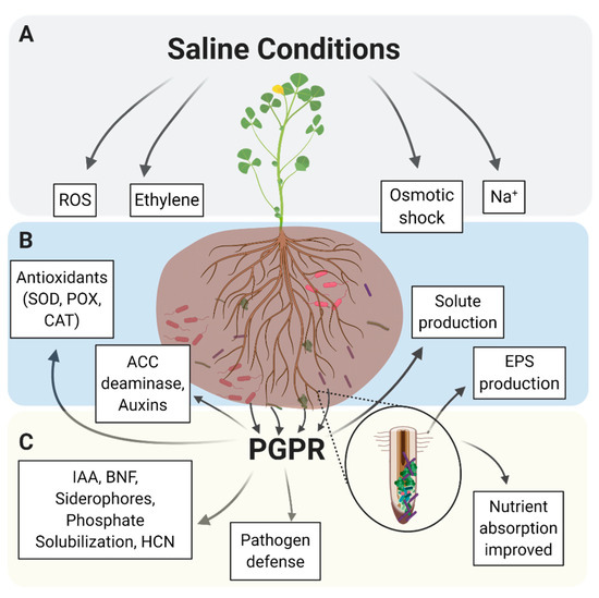 IJMS Free FullText Analysis of Gene Expression Changes in Plants