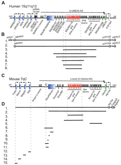 Ijms Free Full Text A Comprehensive Review Of Genetically Engineered Mouse Models For Prader Willi Syndrome Research Html