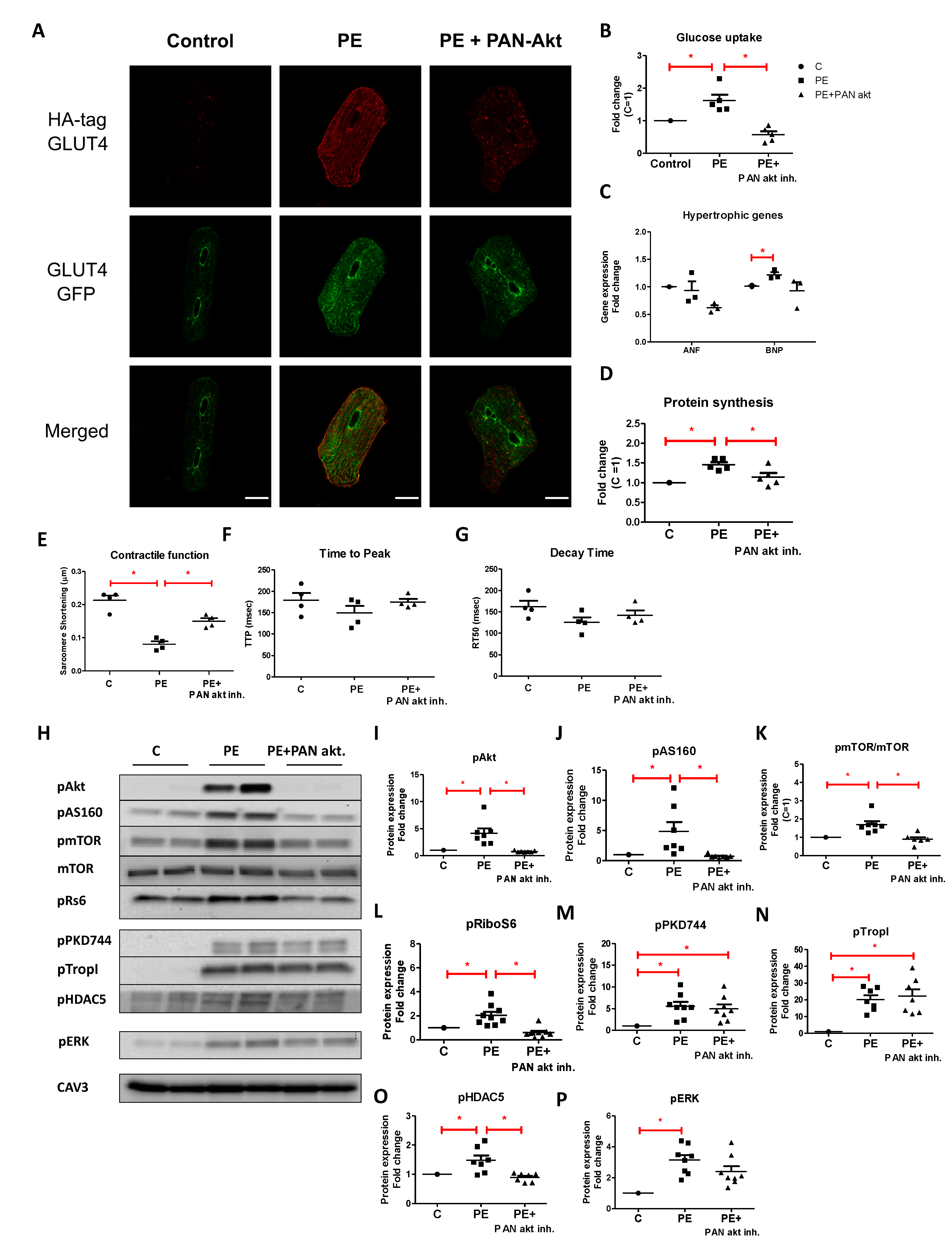 Ijms 22 03620 g005 Ijms 22 03620 g005