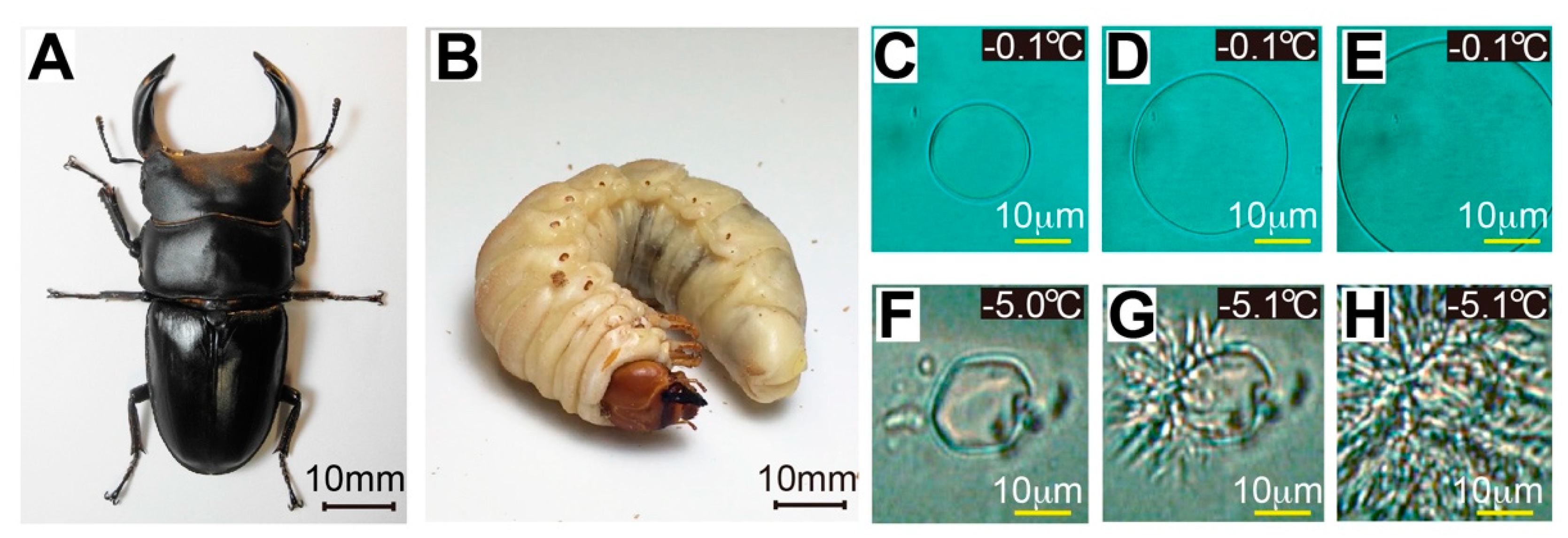 Ijms 22 03637 g001 Ijms 22 03637 g001