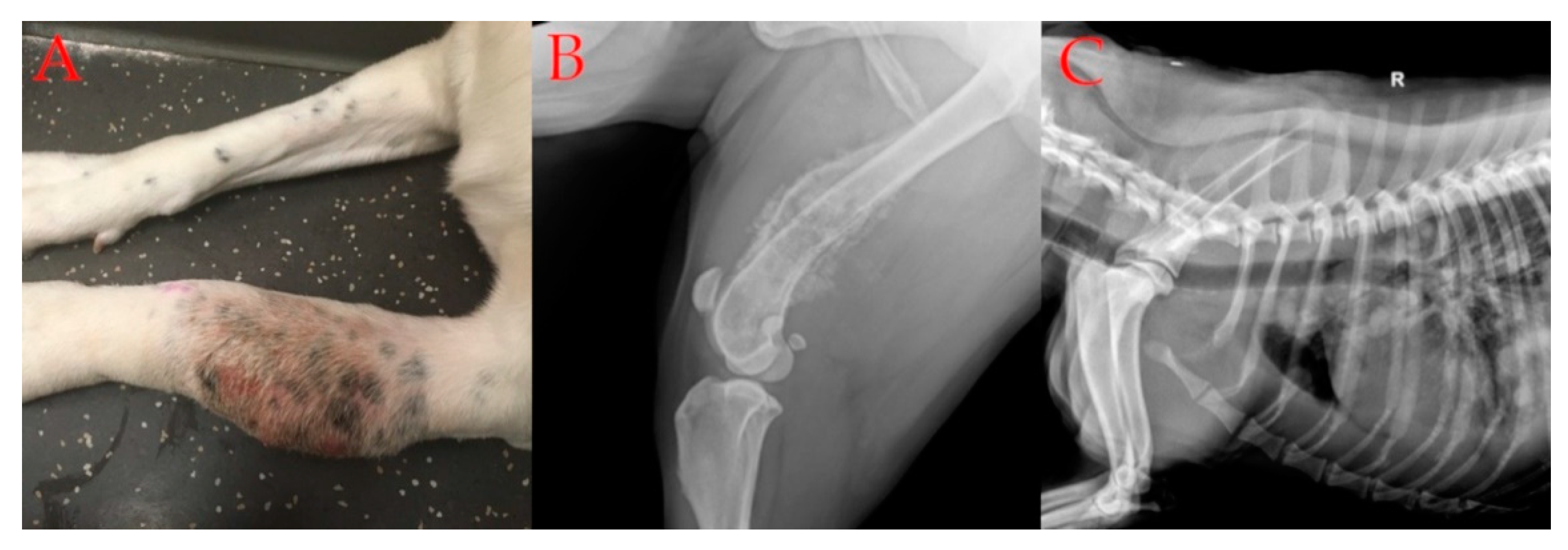 how long does a dog with osteosarcoma live