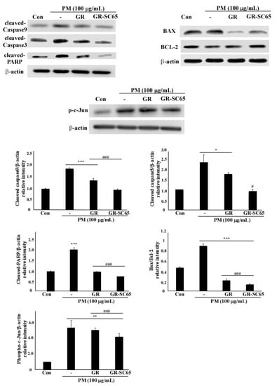 Ijms Free Full Text Germinated Rhynchosia Nulubilis Fermented With Lactobacillus Pentosus Sc65 Reduces Particulate Matter Induced Type Ii Alveolar Epithelial Apoptotic Cell Death Html