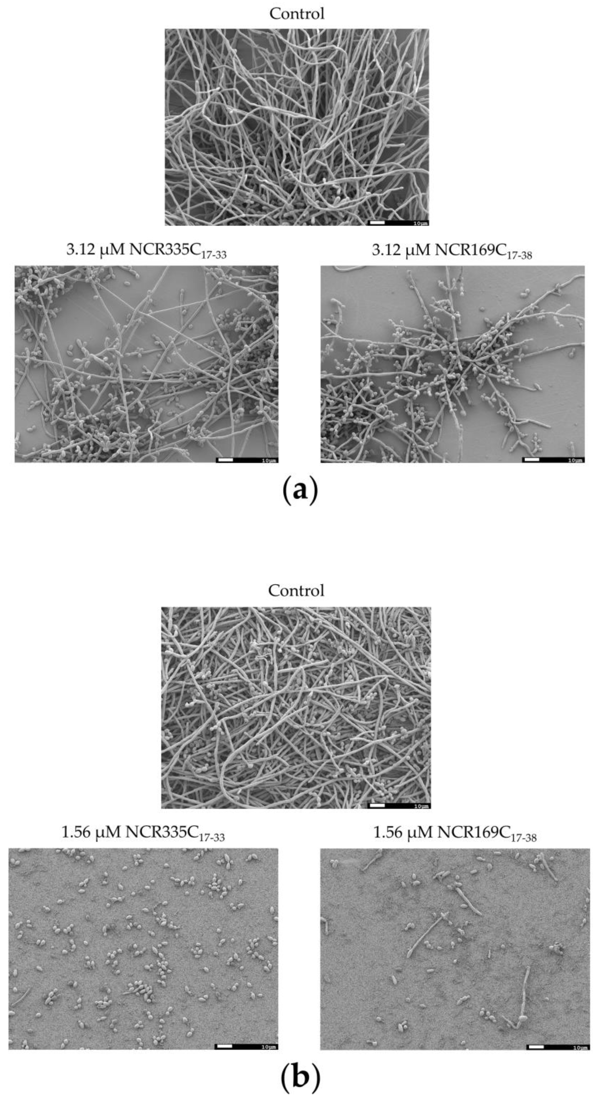 Ijms Free Full Text Symbiotic Ncr Peptide Fragments Affect The Viability Morphology And Biofilm Formation Of Candida Species Html
