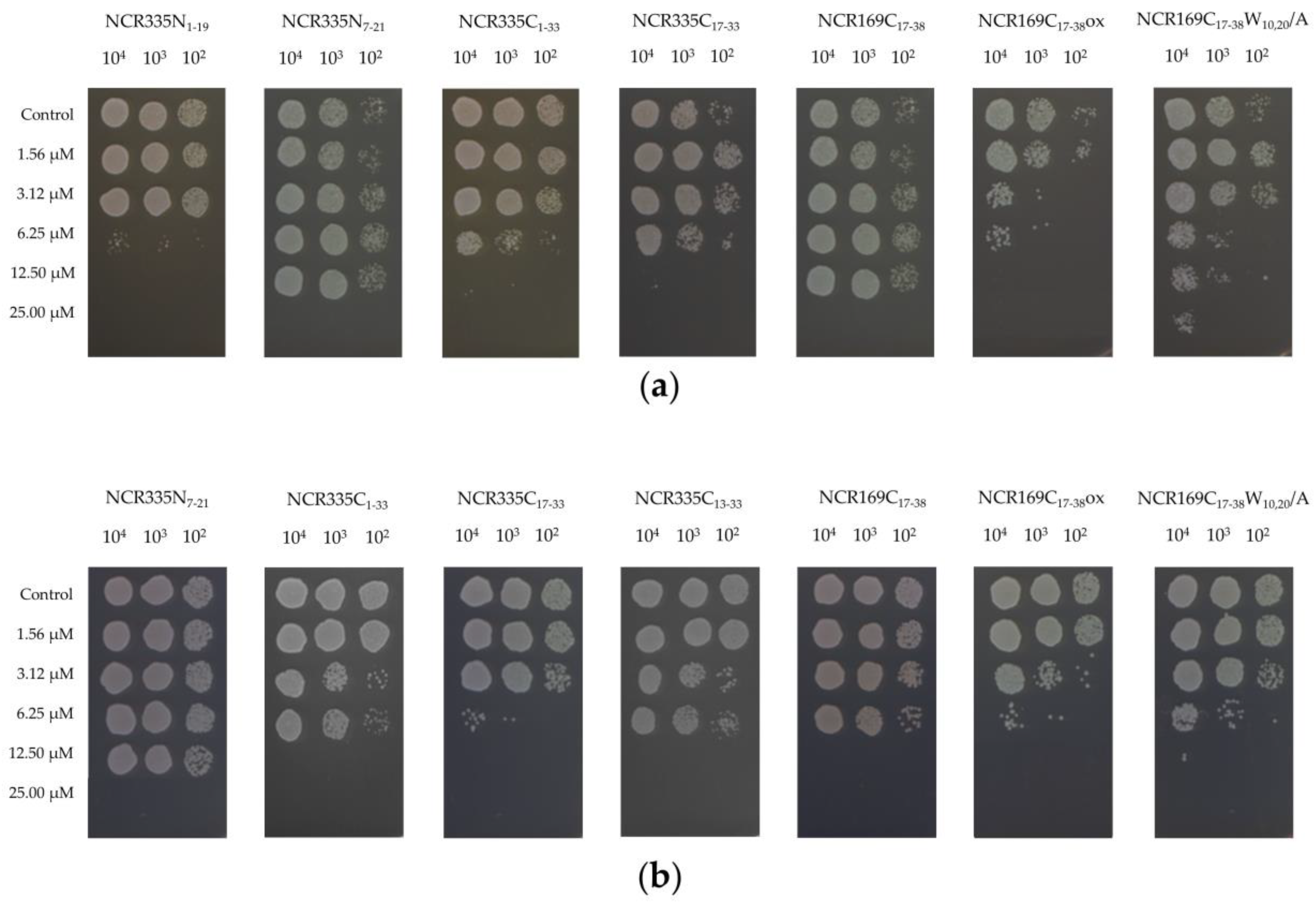 Ijms Free Full Text Symbiotic Ncr Peptide Fragments Affect The Viability Morphology And Biofilm Formation Of Candida Species Html