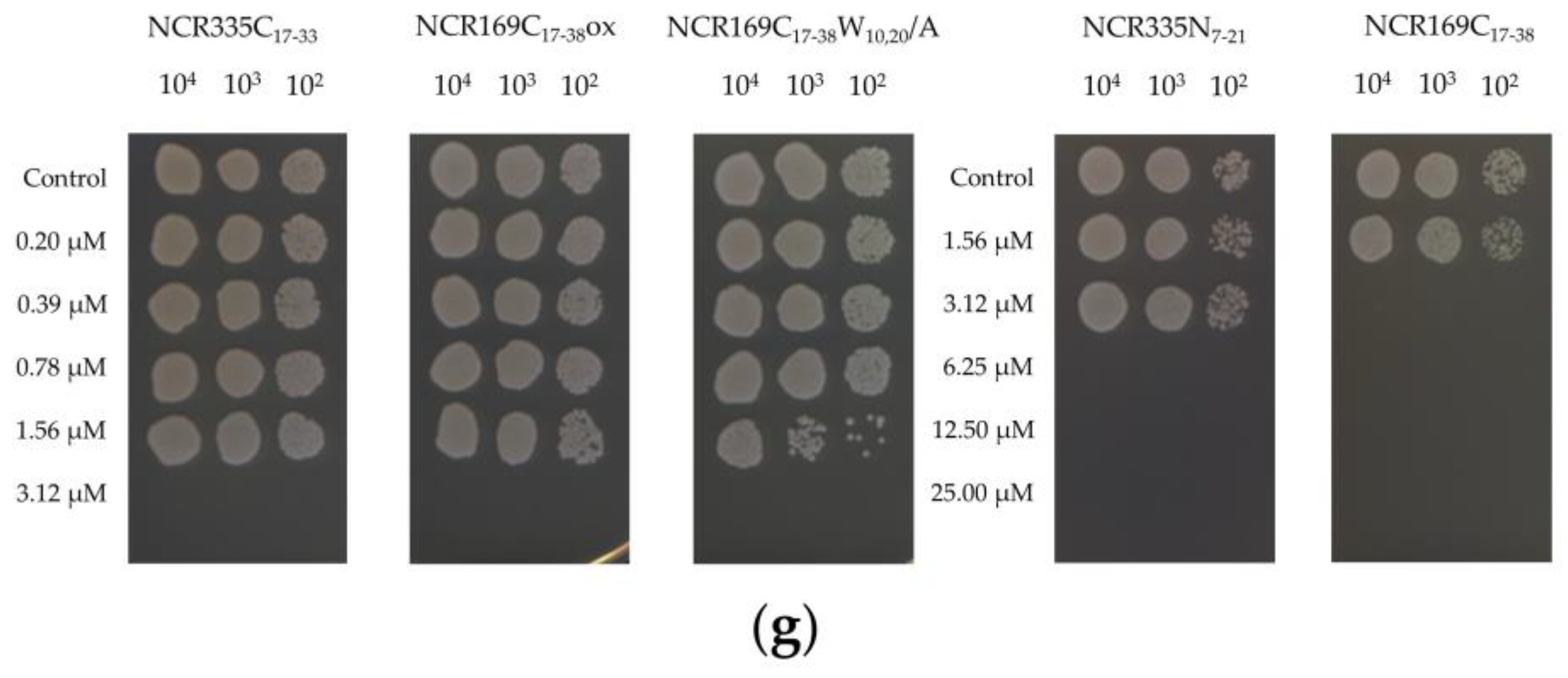 Ijms Free Full Text Symbiotic Ncr Peptide Fragments Affect The Viability Morphology And Biofilm Formation Of Candida Species Html