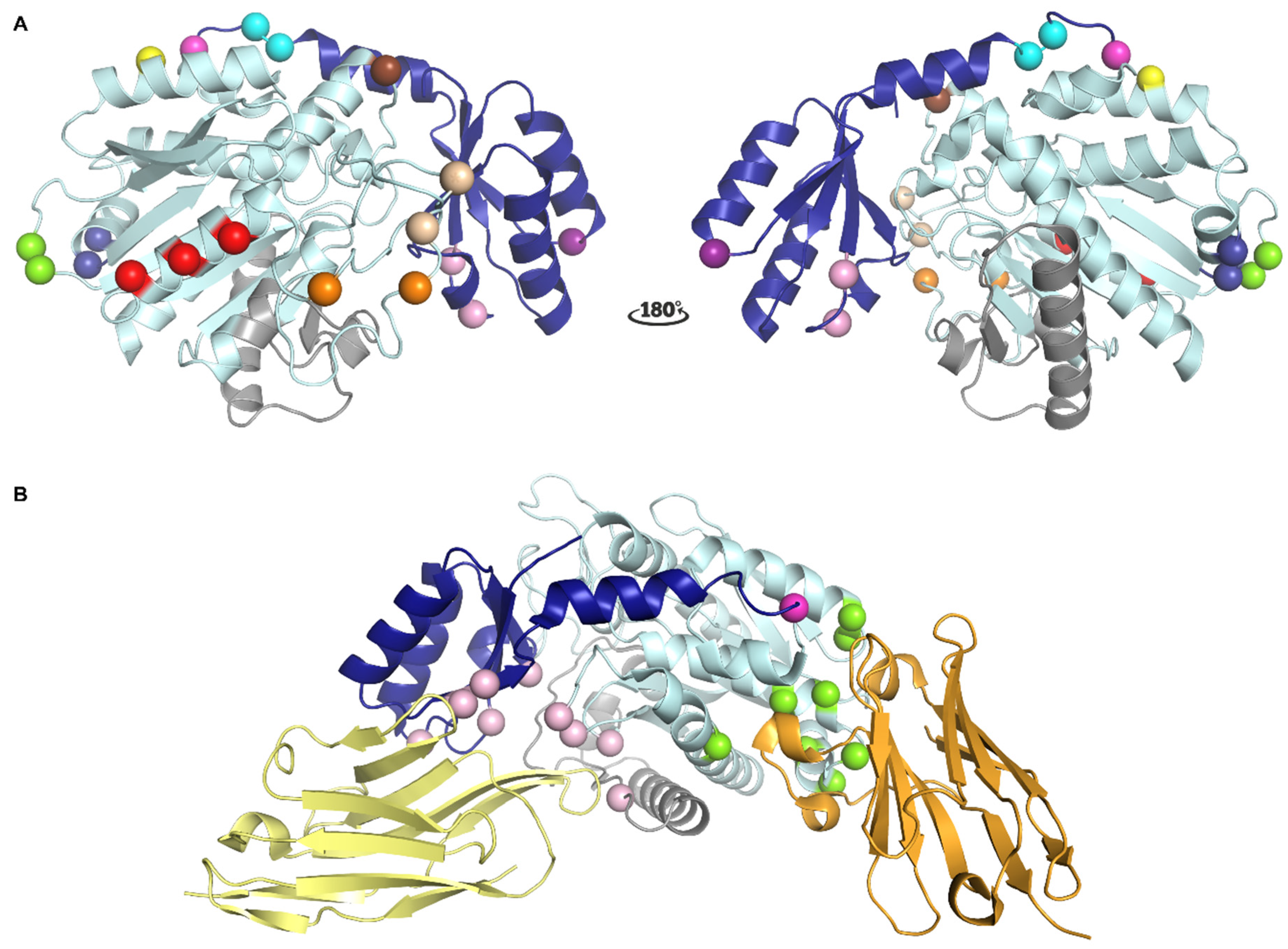 Ijms 22 03670 g002 Ijms 22 03670 g002