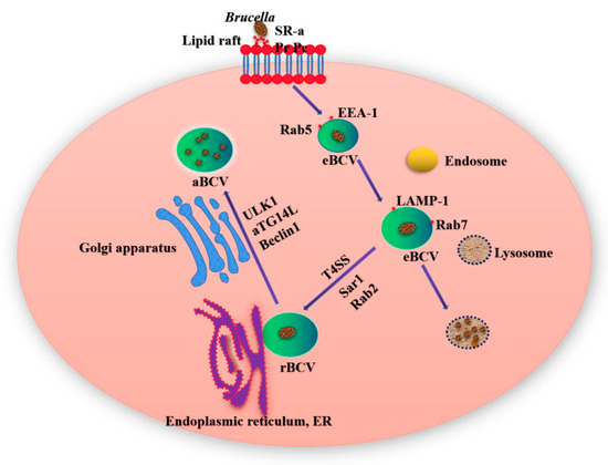 Cell and Tissue Tropism of Brucella spp.