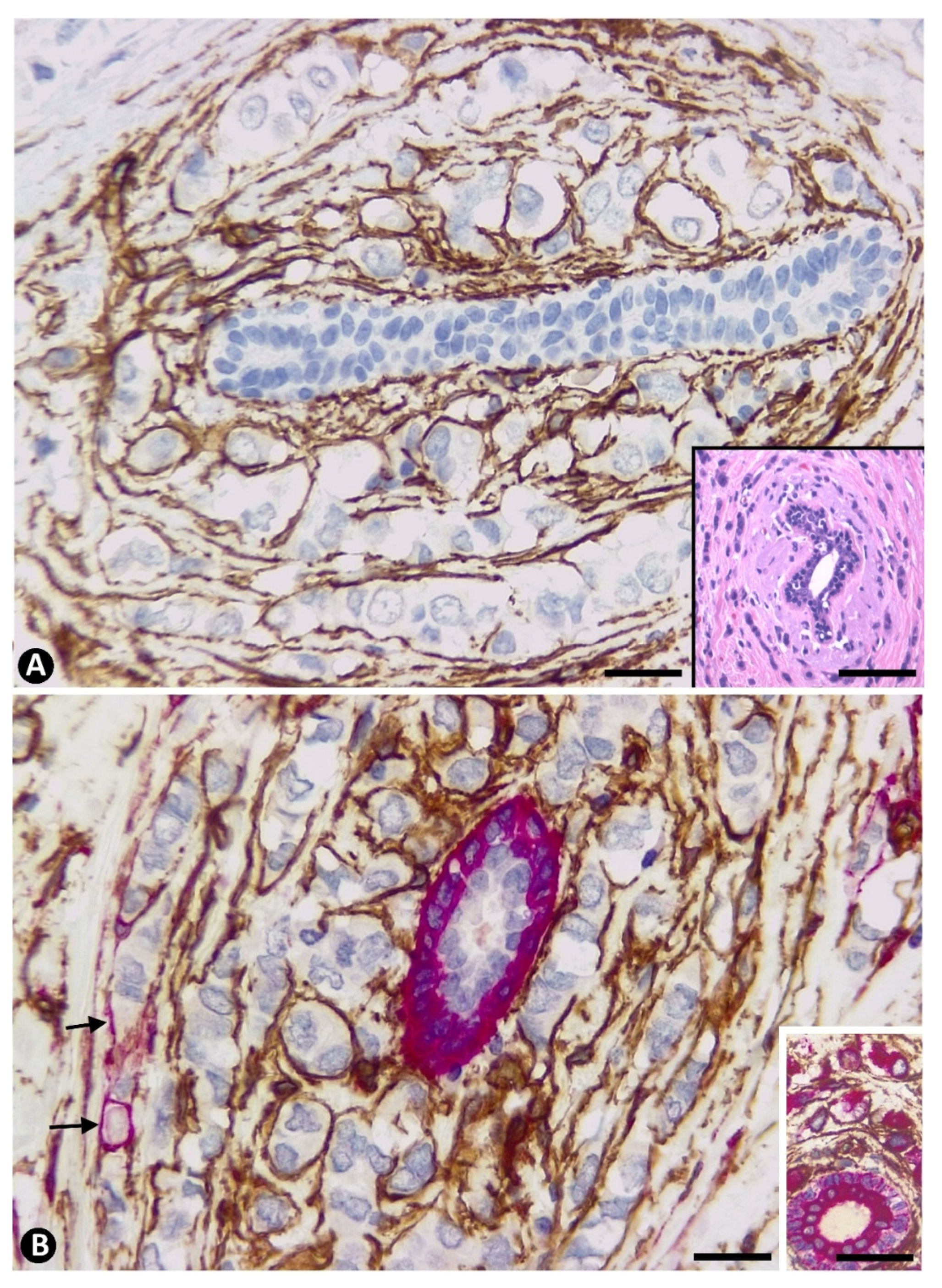 Ijms 22 03686 g004