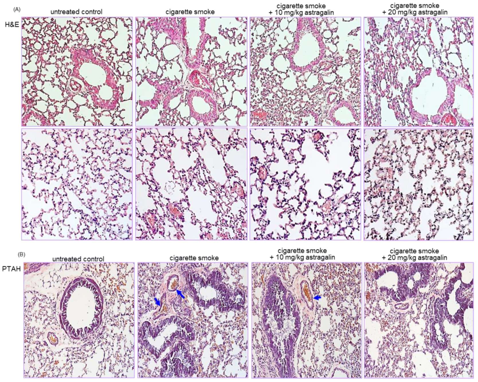 Ijms 22 03692 g002 Ijms 22 03692 g002