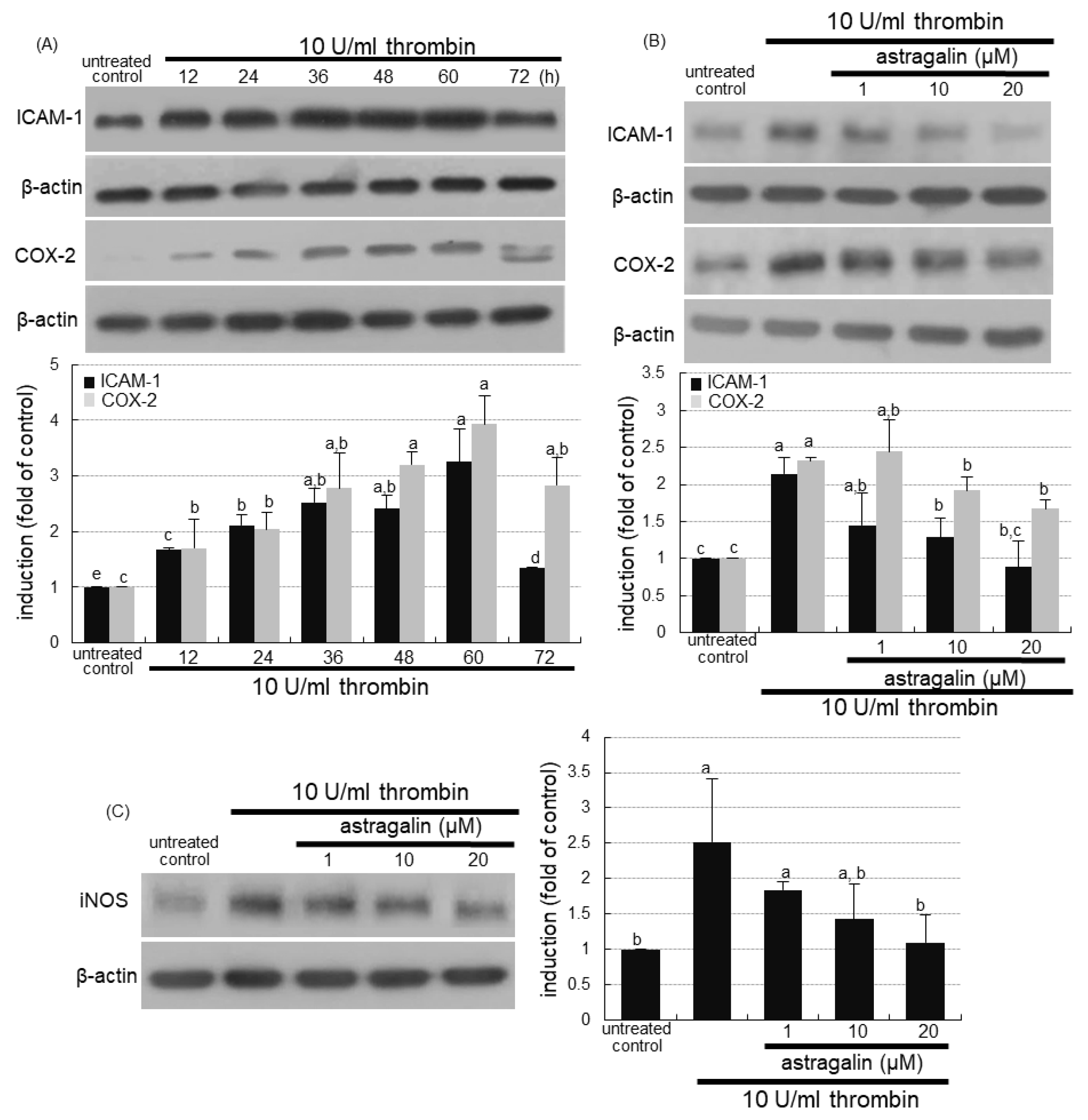 Ijms 22 03692 g005 Ijms 22 03692 g005
