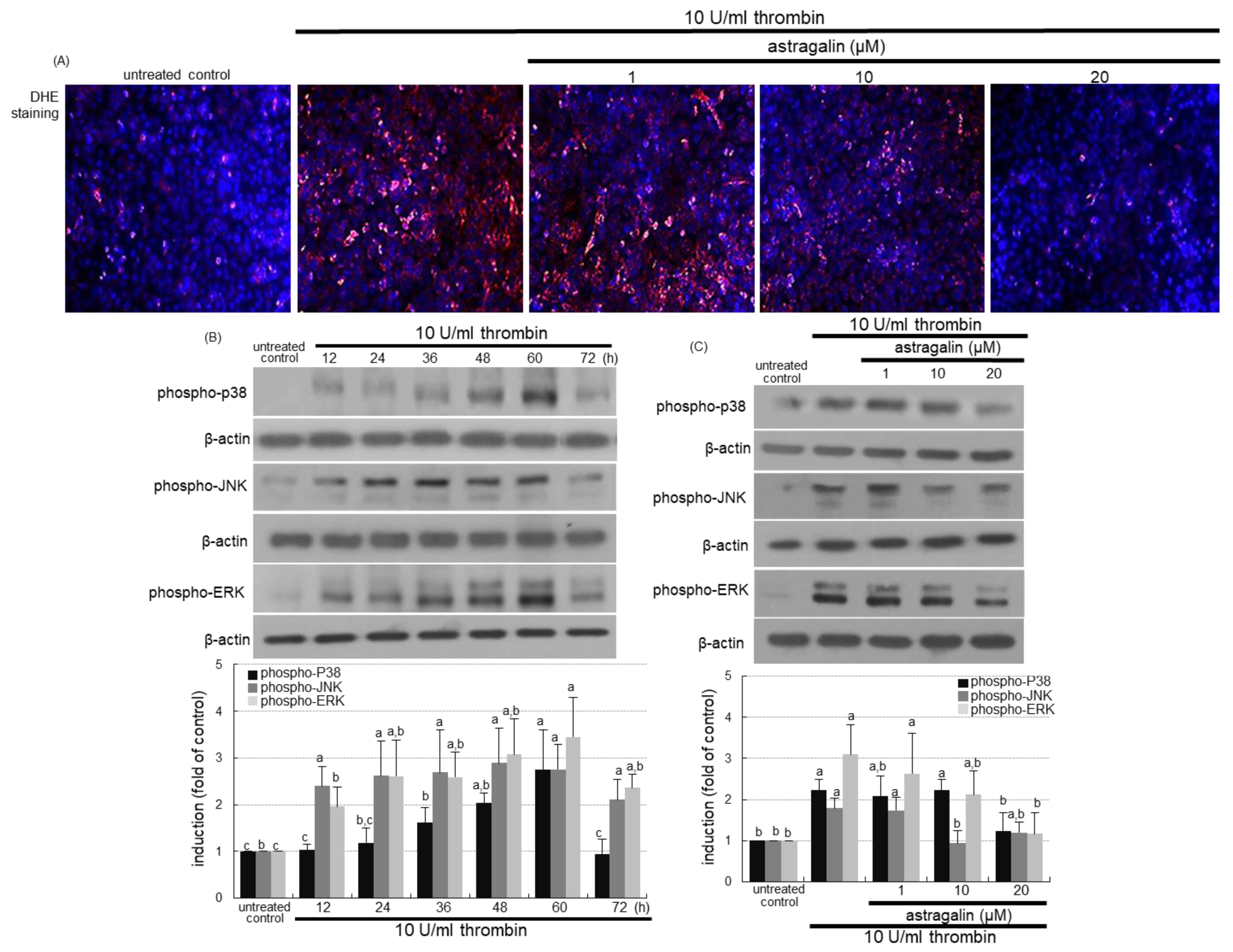 Ijms 22 03692 g006 Ijms 22 03692 g006