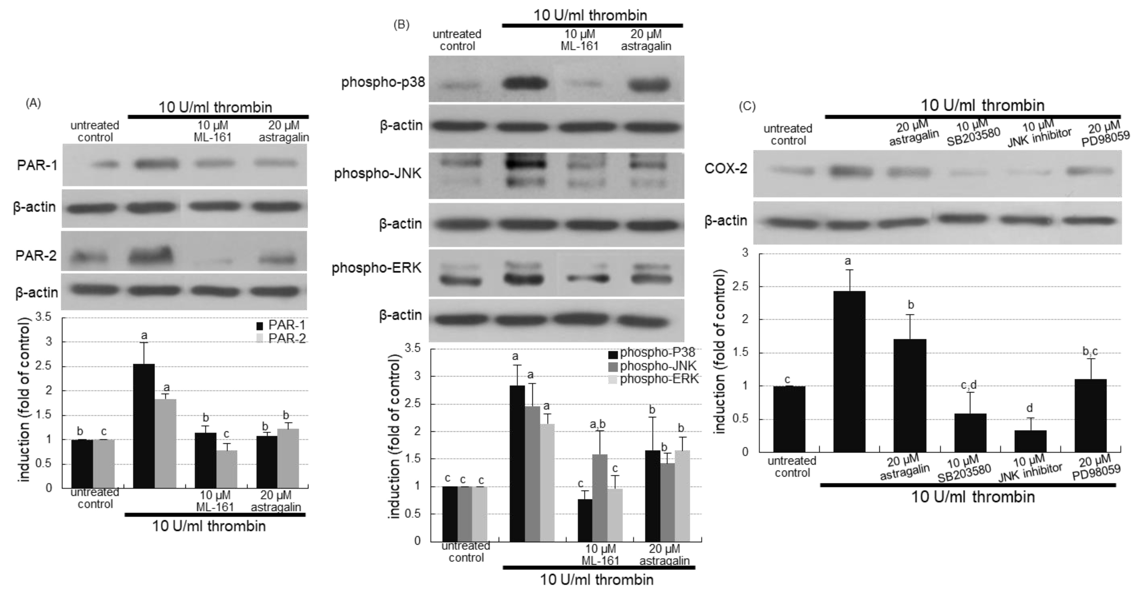 Ijms 22 03692 g007 Ijms 22 03692 g007