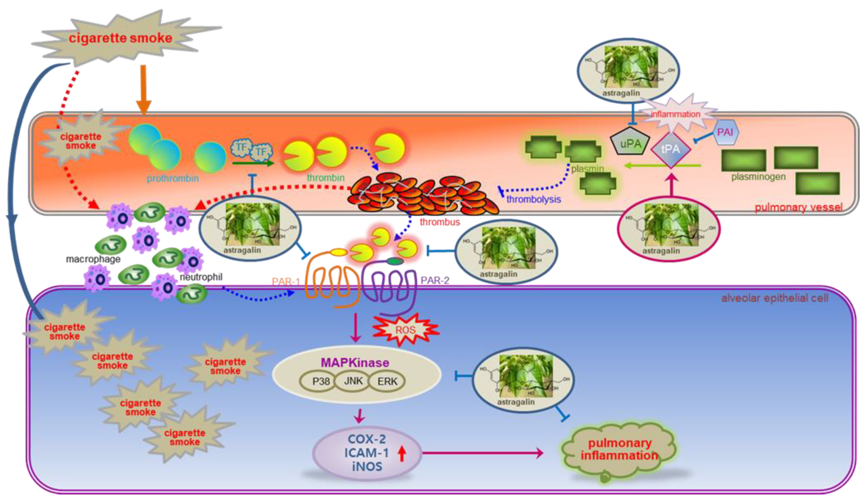 Ijms 22 03692 g008 Ijms 22 03692 g008