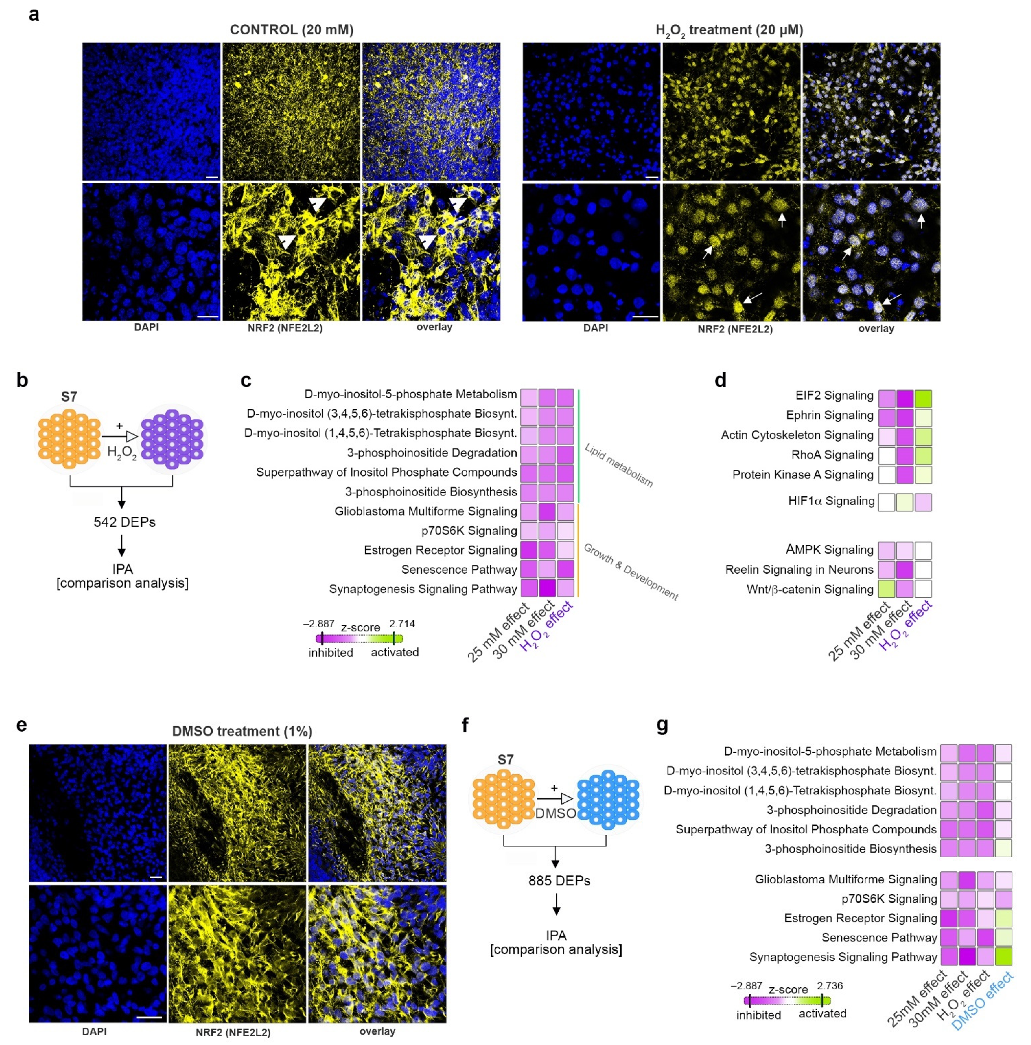 Ijms 22 03698 g005 Ijms 22 03698 g005