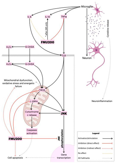 A Highly Selective In Vitro JNK3 Inhibitor, FMU200, Restores