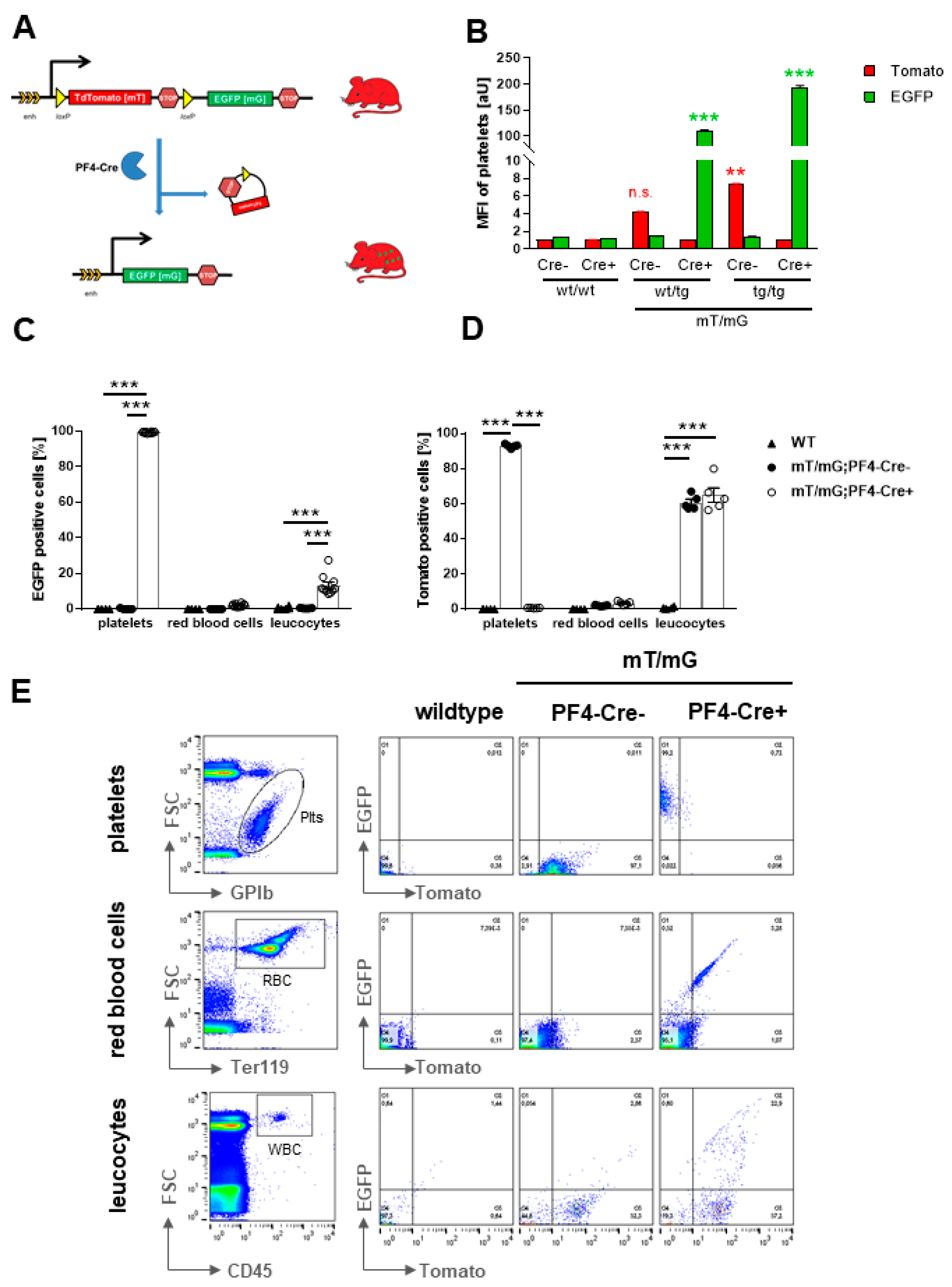 Ijms 22 03710 g001 Ijms 22 03710 g001