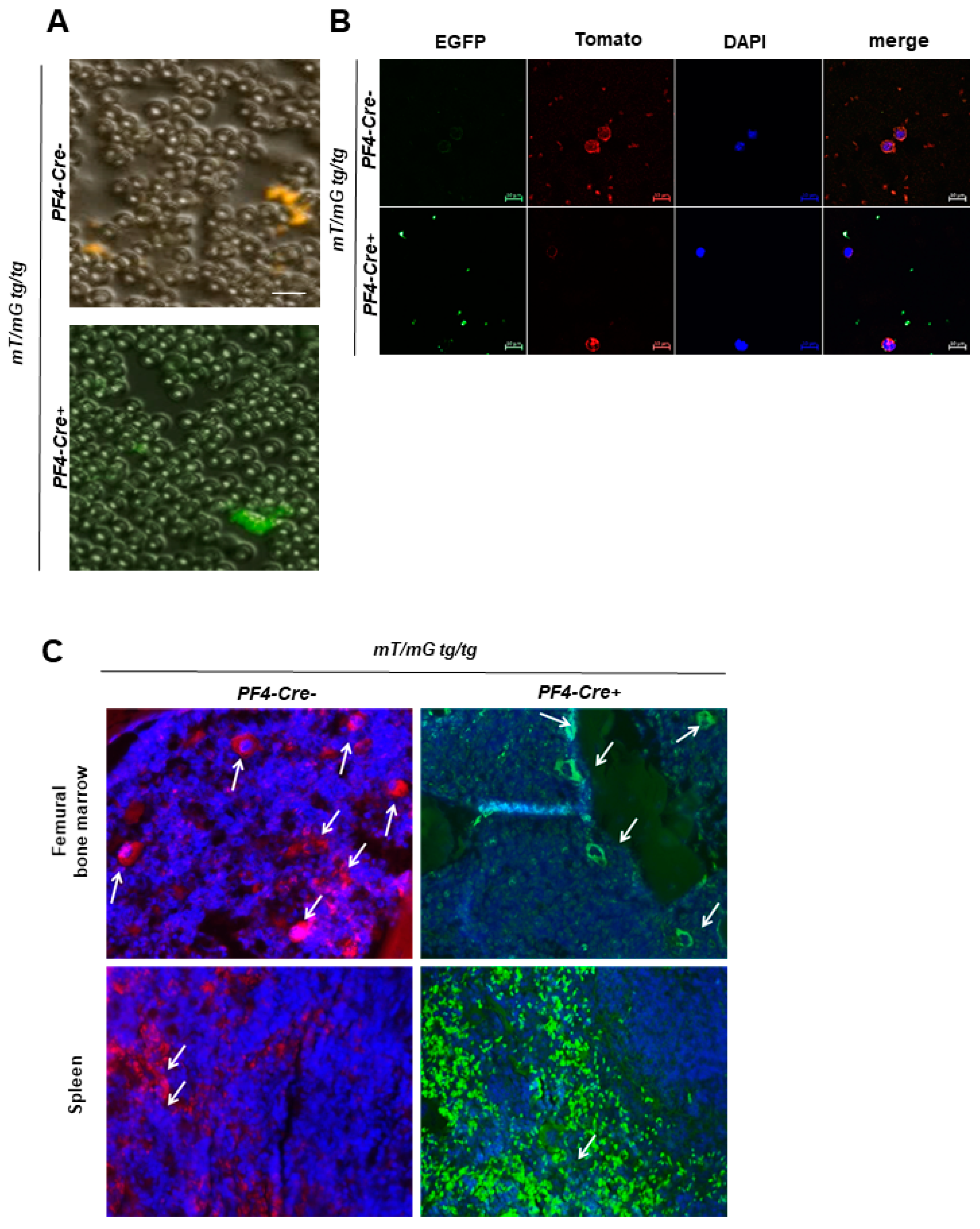 Ijms 22 03710 g002 Ijms 22 03710 g002