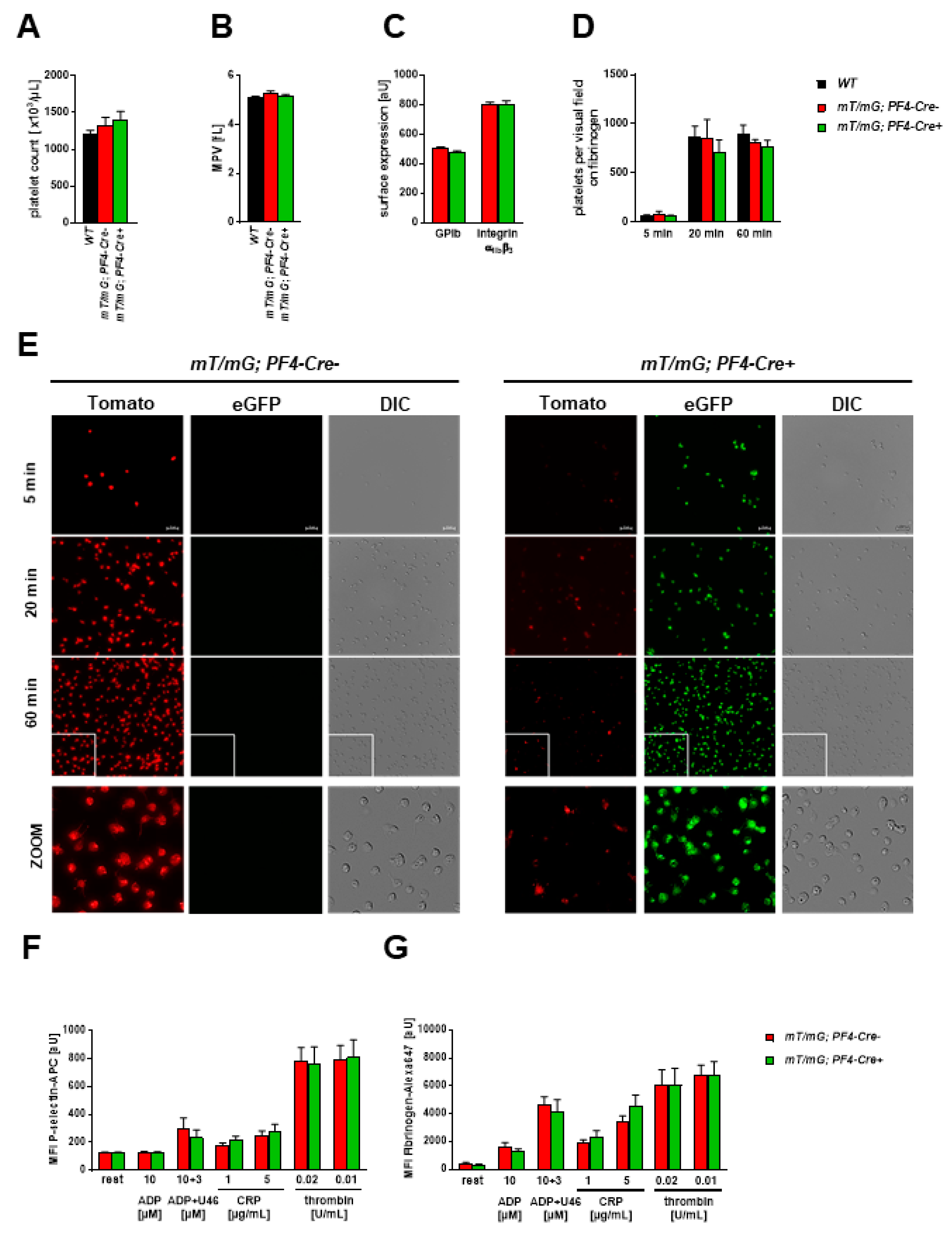 Ijms 22 03710 g003 Ijms 22 03710 g003