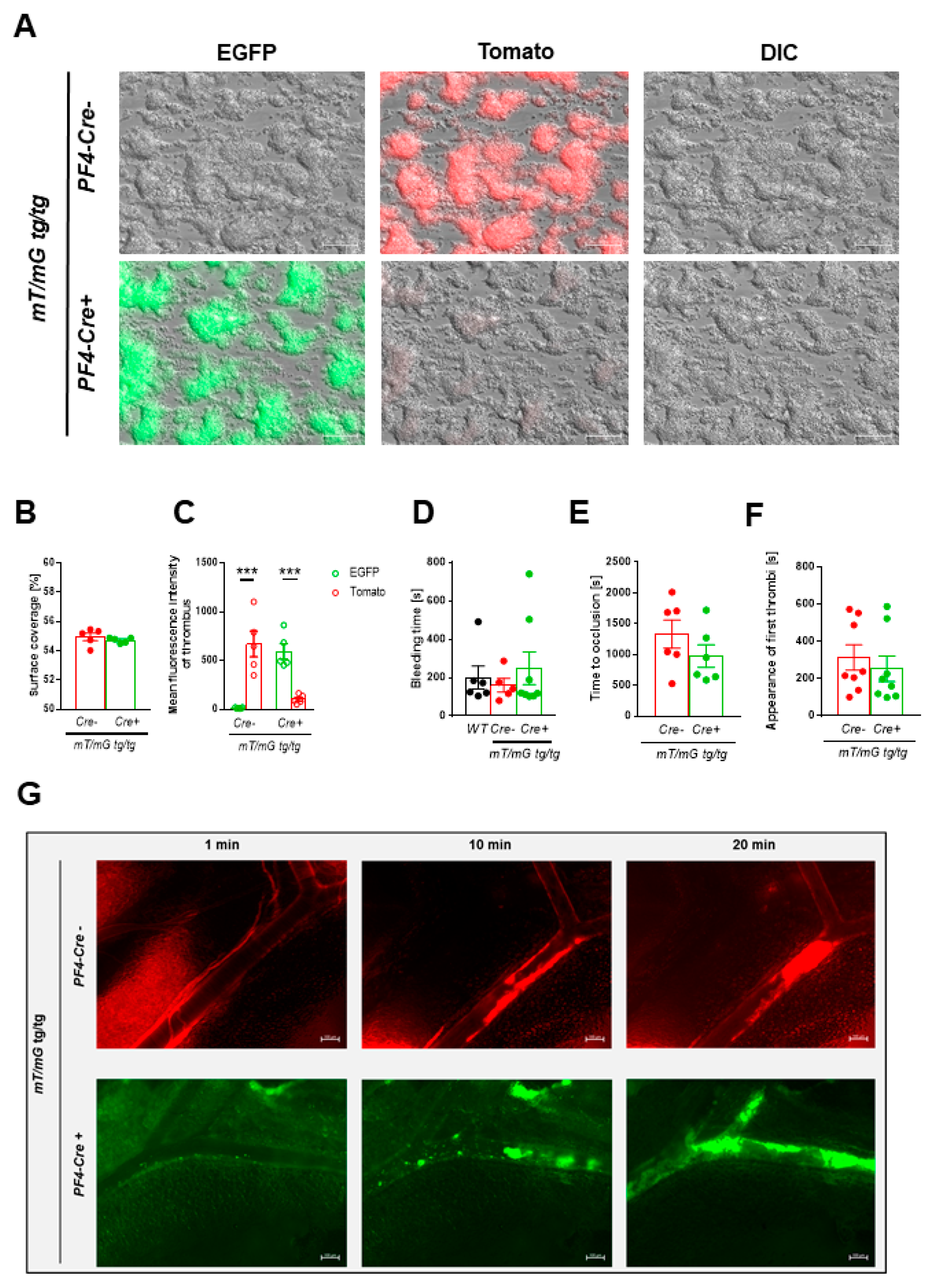Ijms 22 03710 g004 Ijms 22 03710 g004