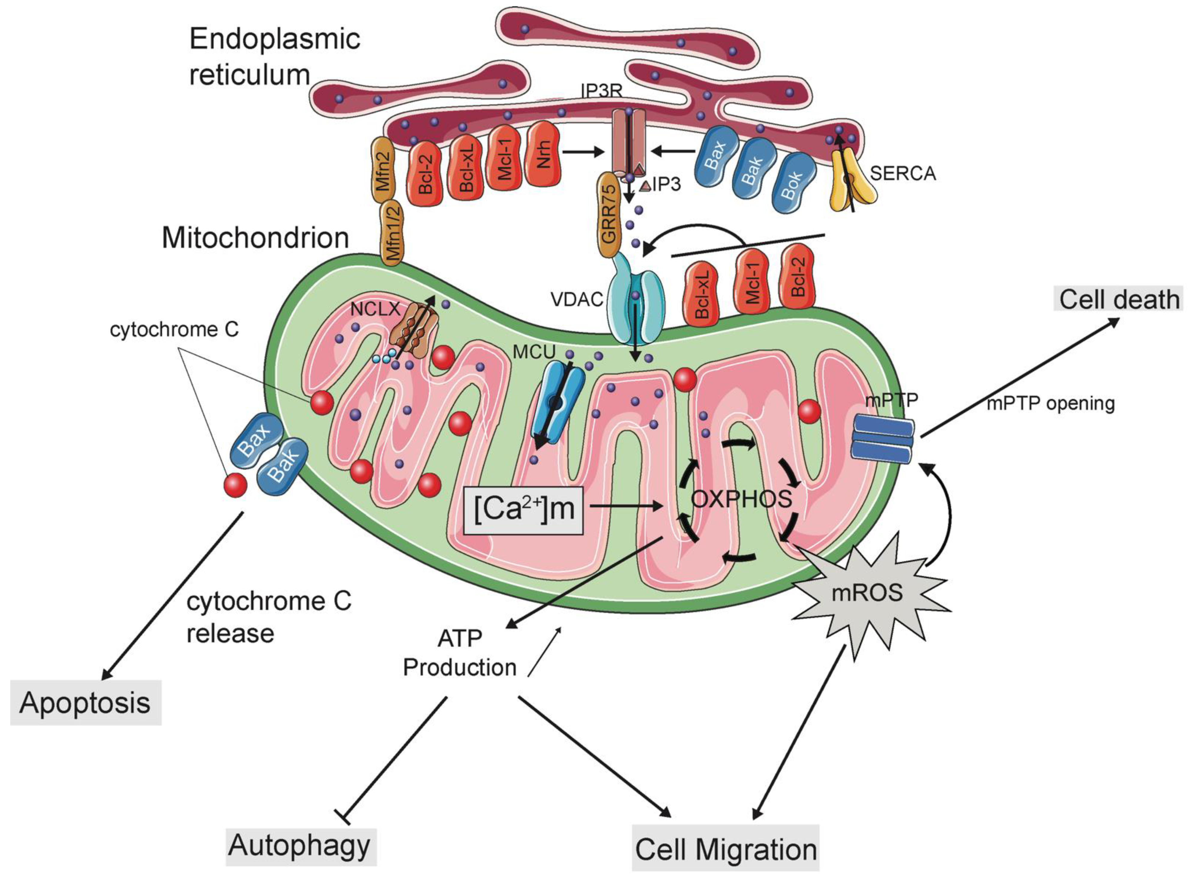 Ijms 22 03730 g001 Ijms 22 03730 g001