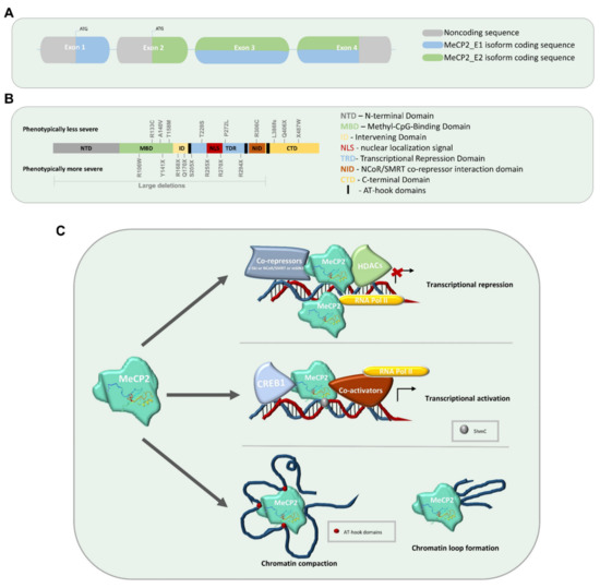 Ijms Free Full Text Modeling Rett Syndrome With Human Pluripotent Stem Cells Mechanistic Outcomes And Future Clinical Perspectives Html
