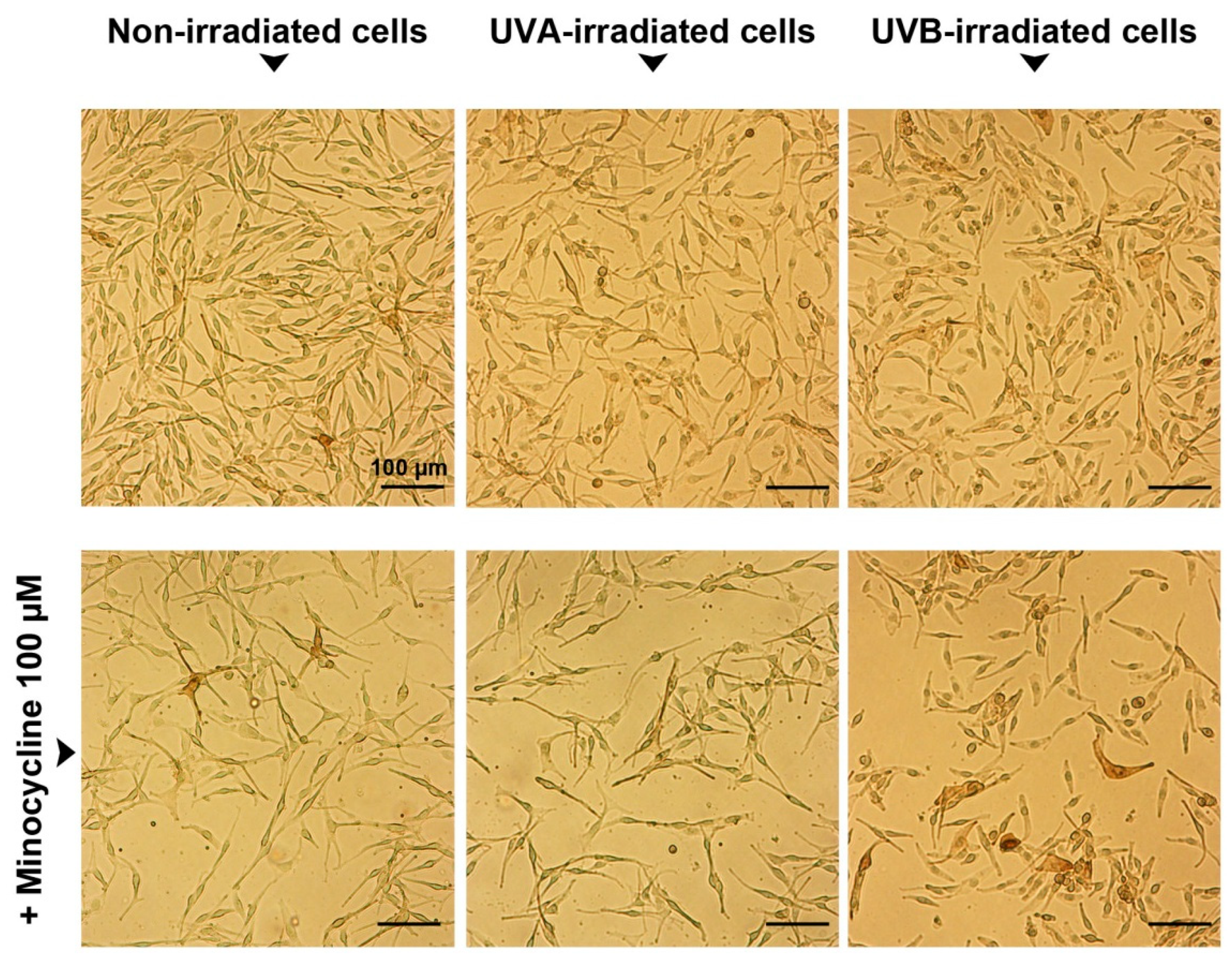 Ijms 22 03755 g003 Ijms 22 03755 g003