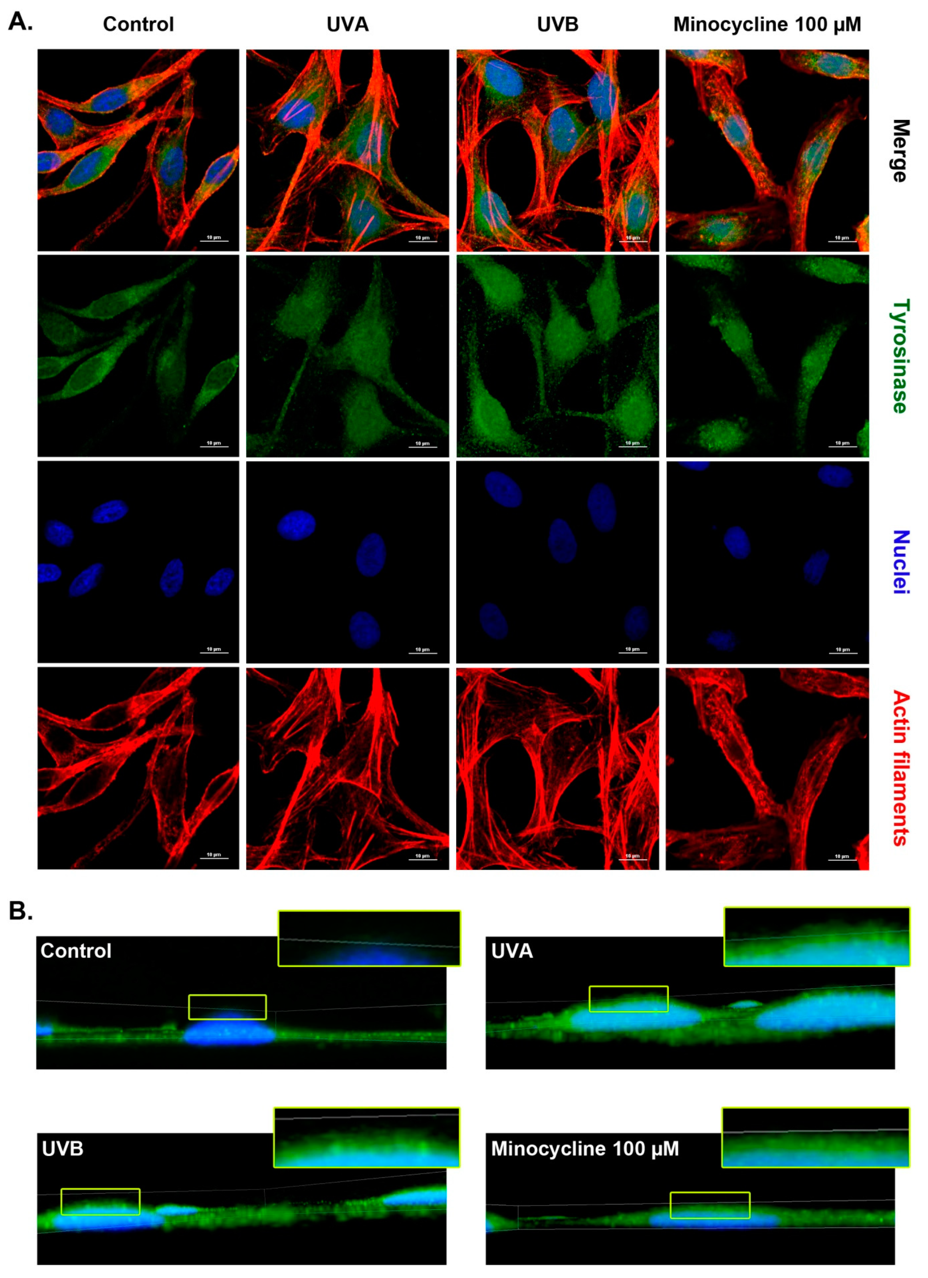 Ijms 22 03755 g008 Ijms 22 03755 g008