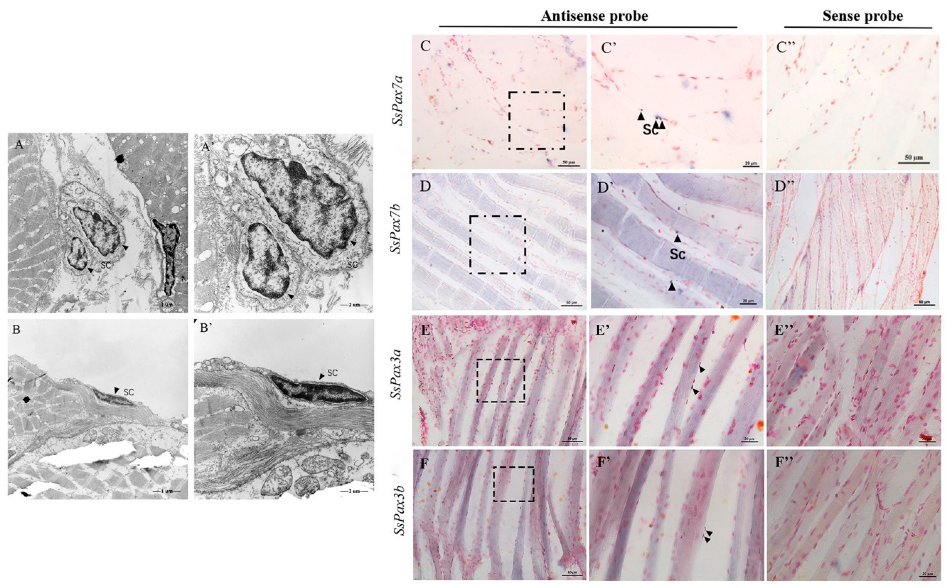 Ijms 22 03769 g004 Ijms 22 03769 g004