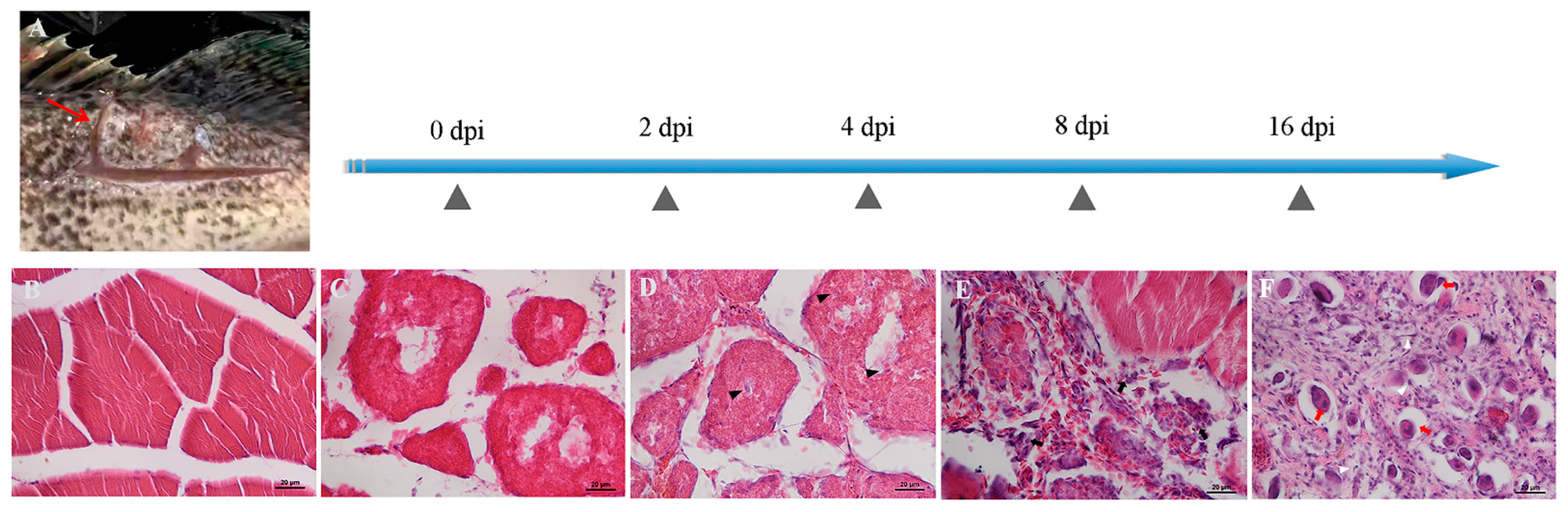 Ijms 22 03769 g006 Ijms 22 03769 g006