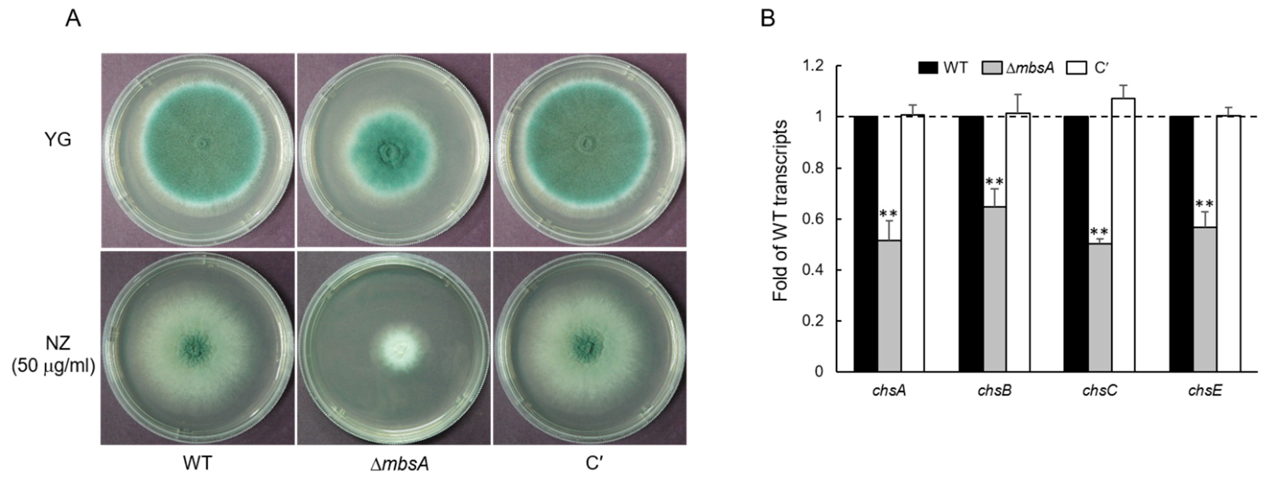 Ijms 22 03777 g003 Ijms 22 03777 g003